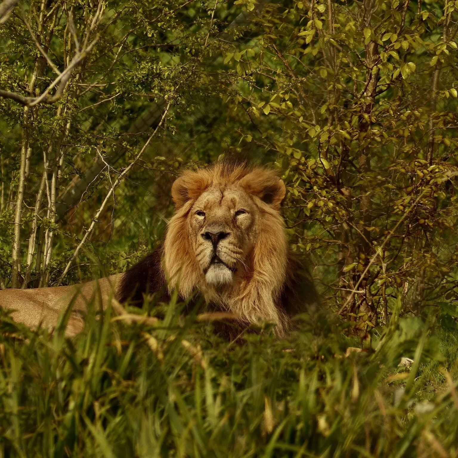 Lion looking humble