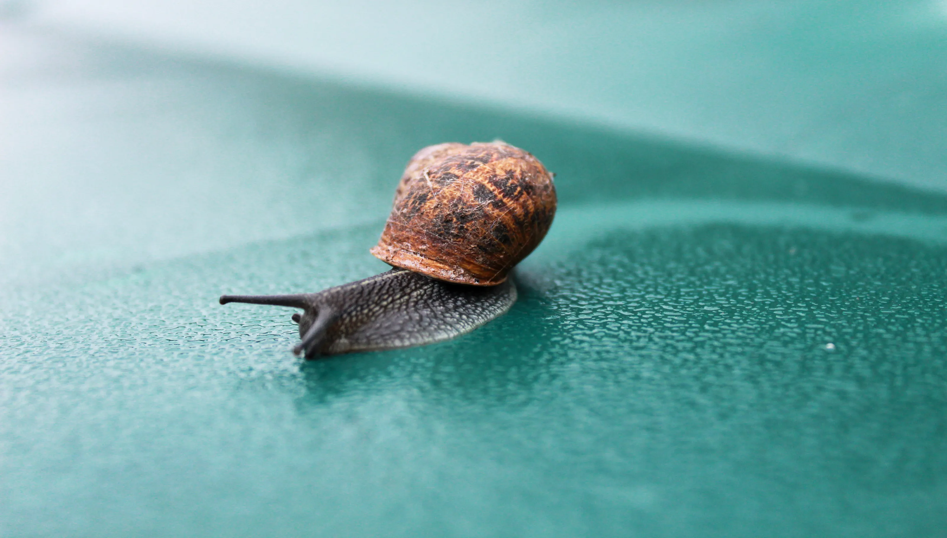 Snail's Trail