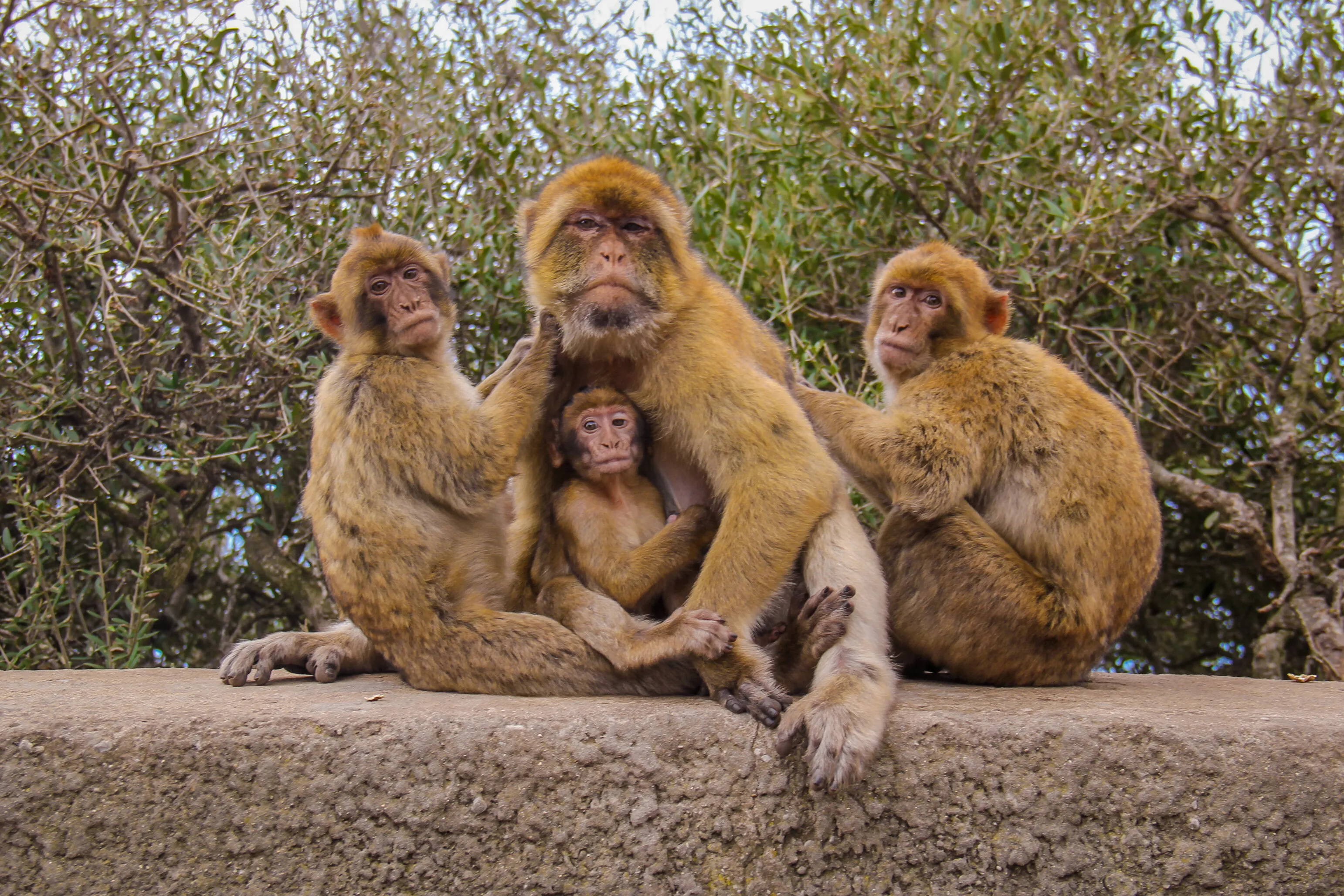 Linda foto en familia de monos en Gibraltar