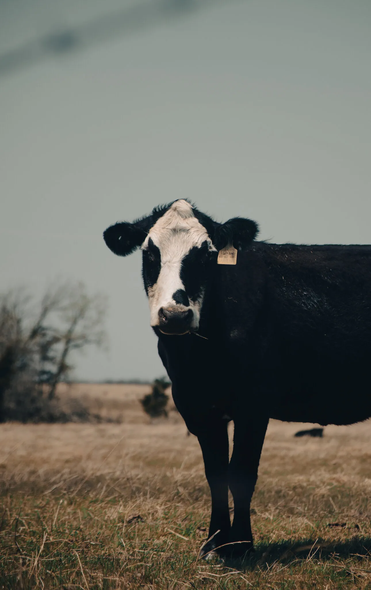 Oklahoma prairies are home to many beautiful moo'ers.