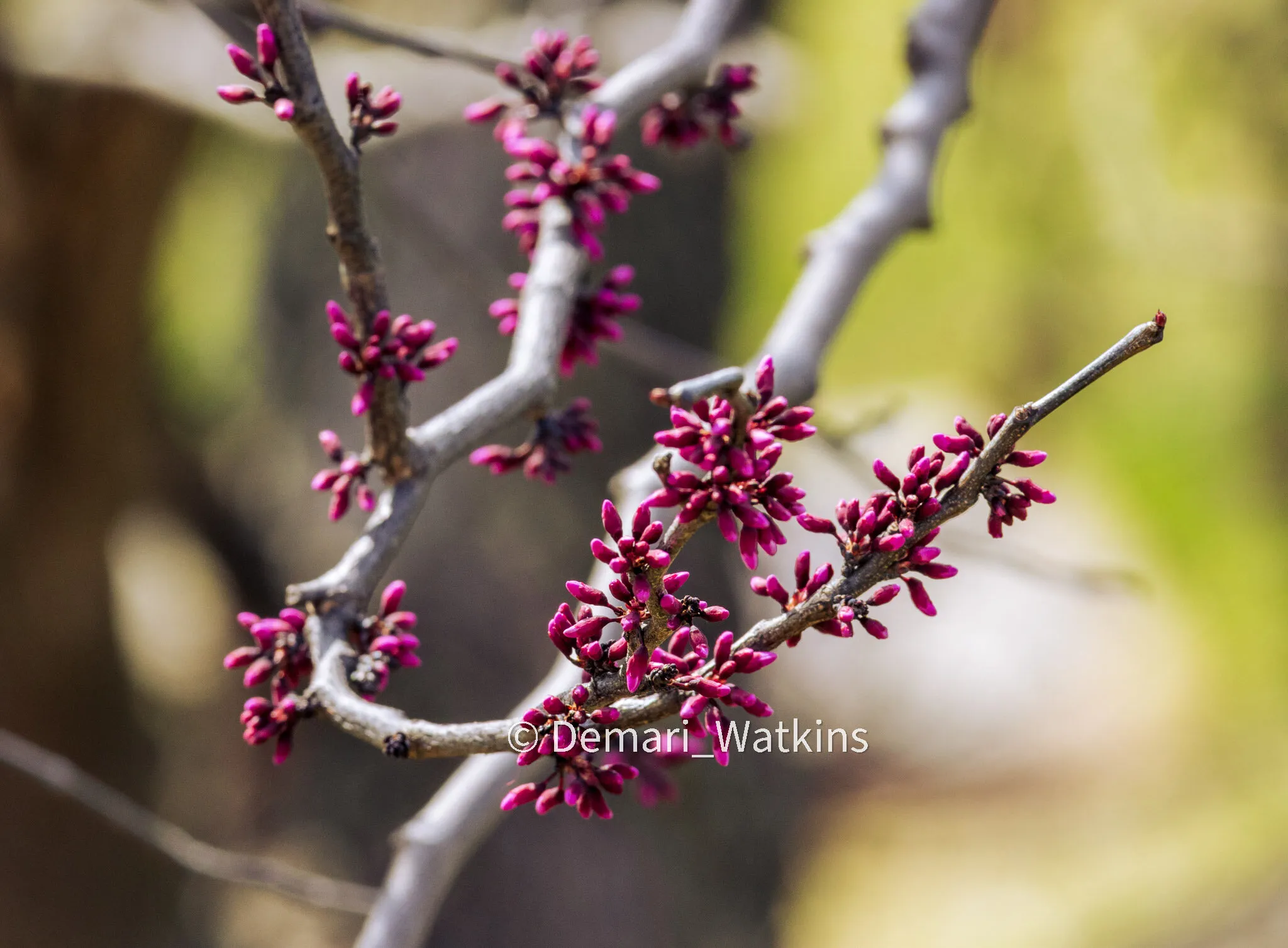 Pink Blossom