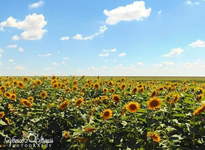 Sunflowers