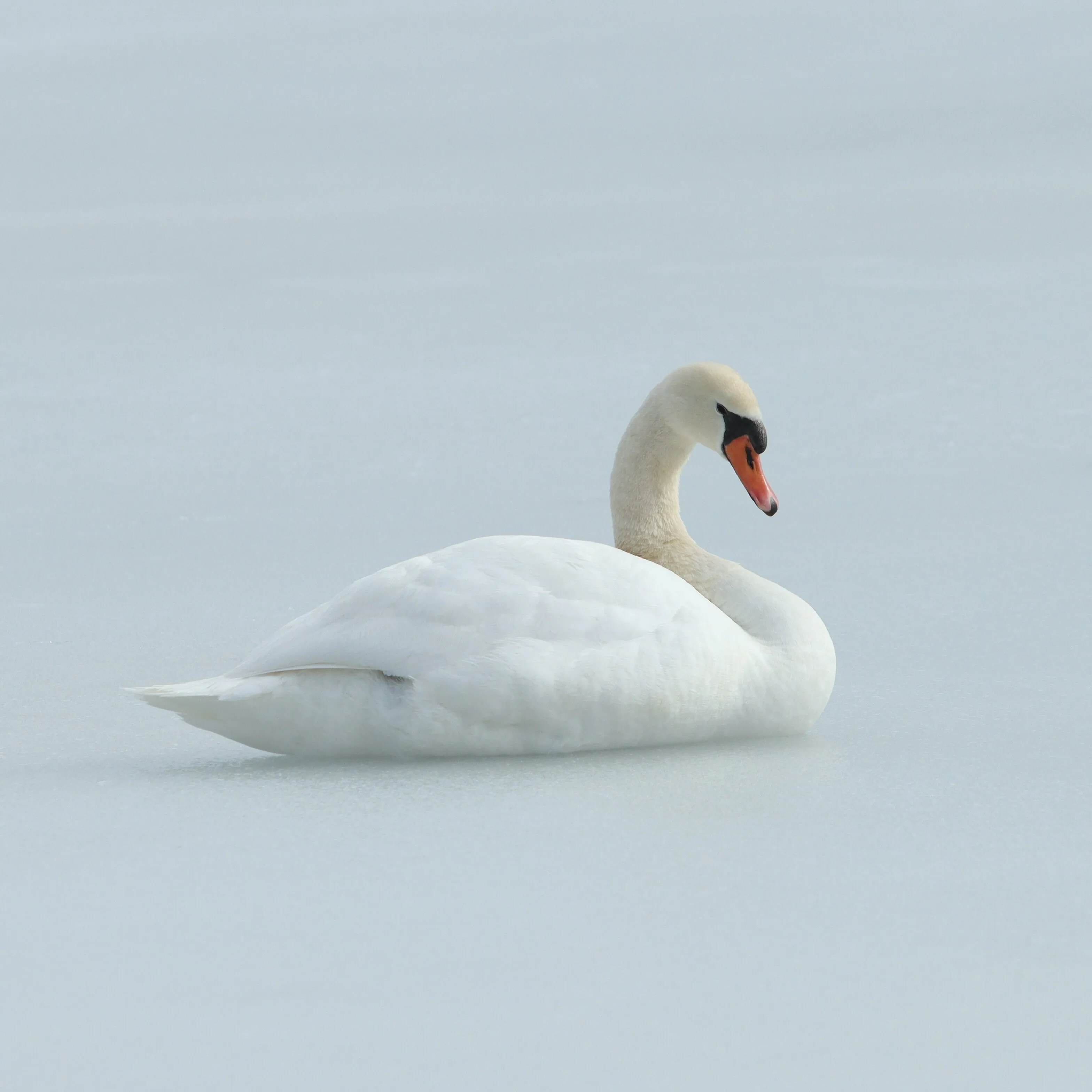 Lone swan
