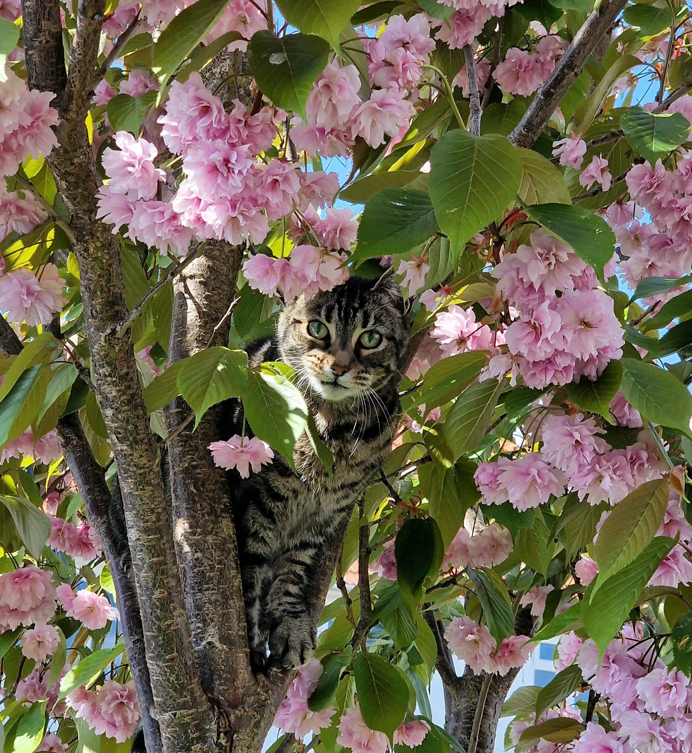 Blossom Curiosity