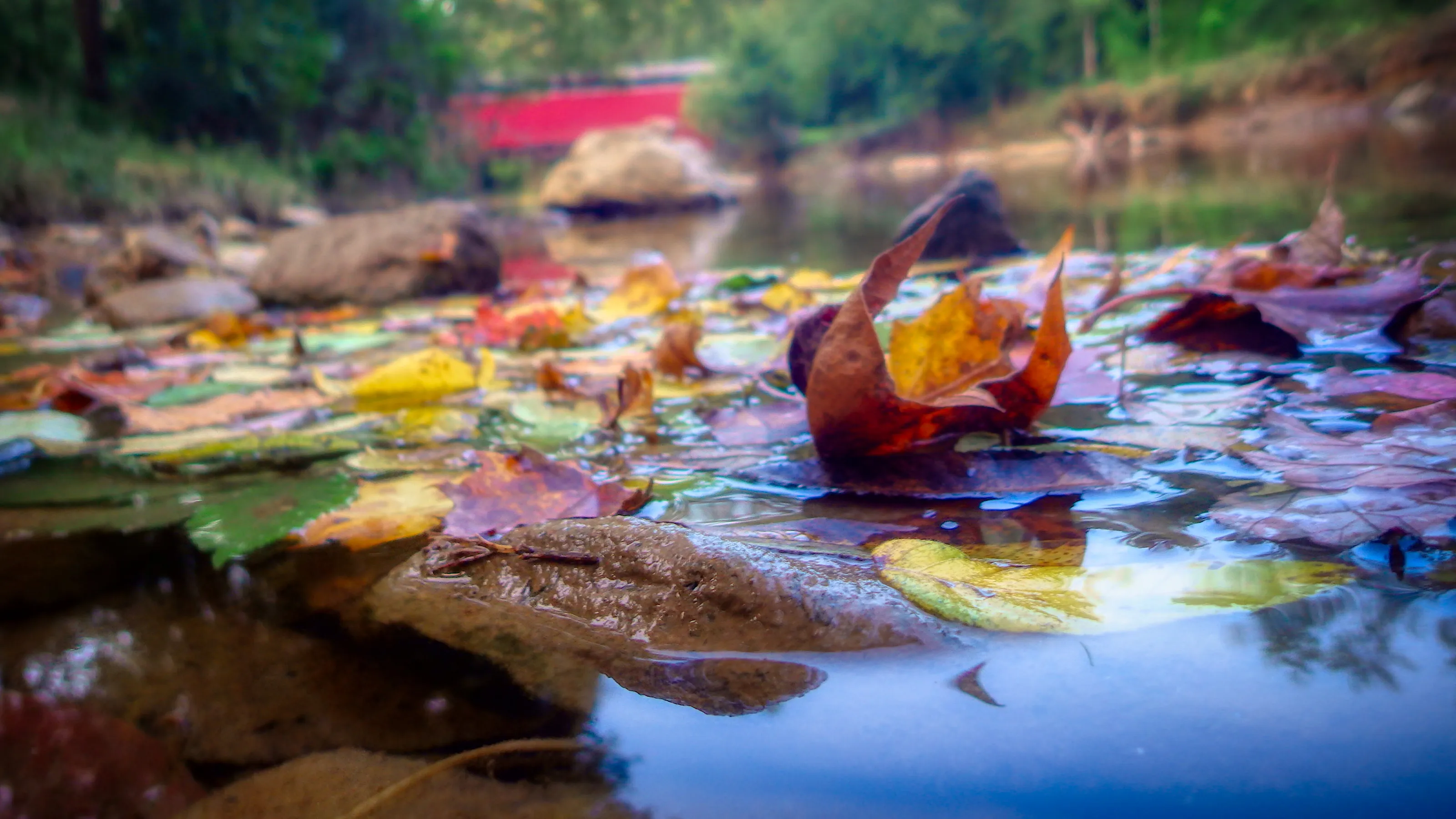 Fall at Fair Hill