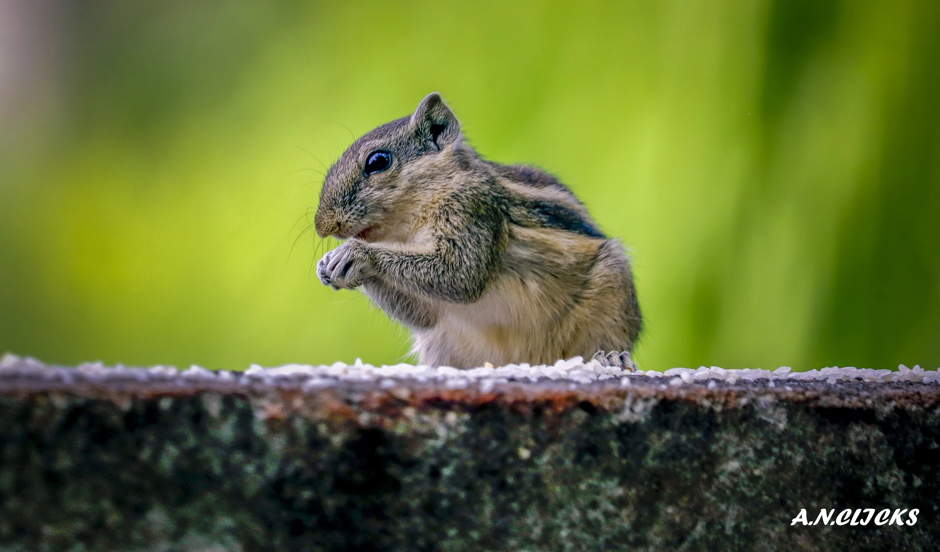 Squirrel eating nuts