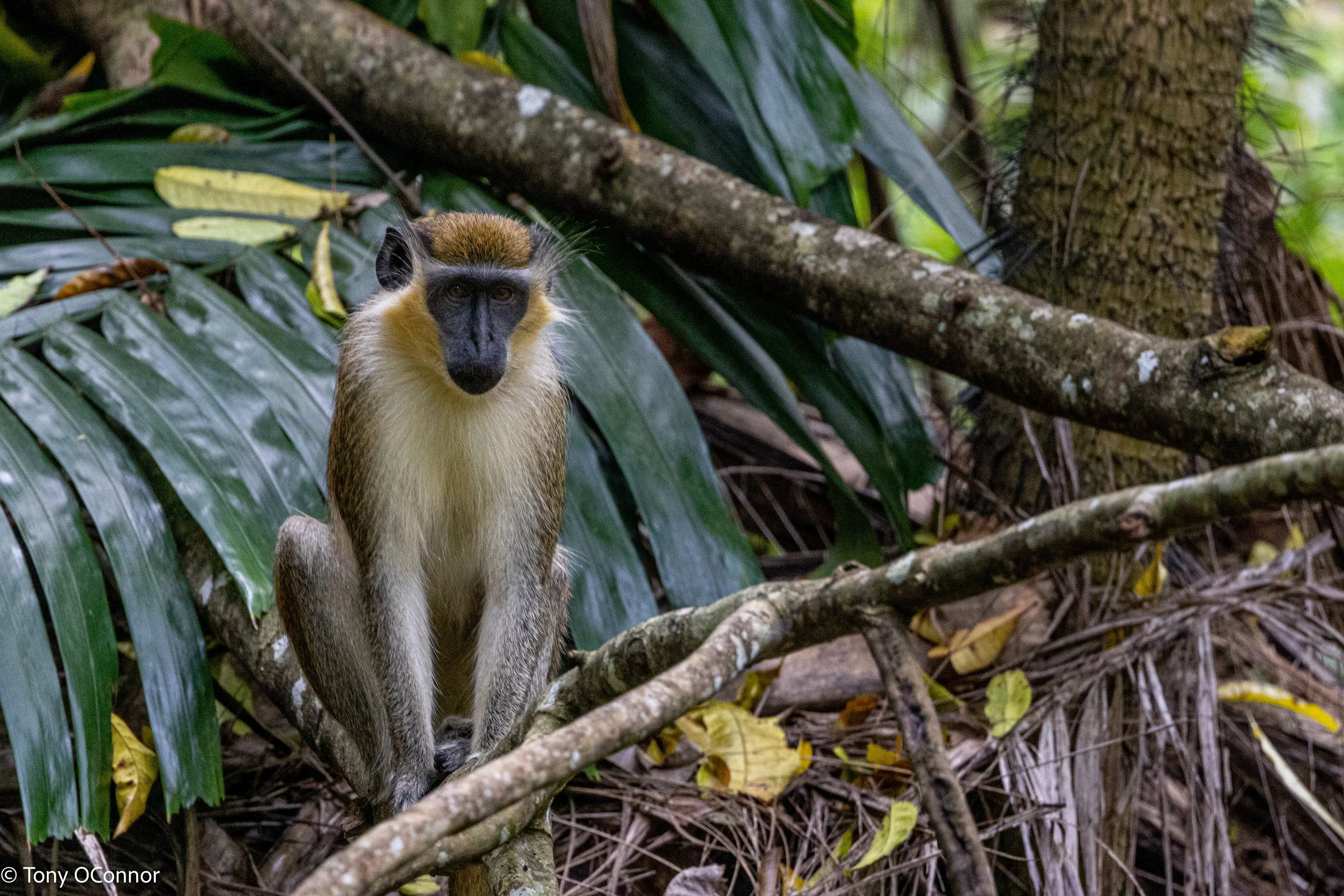 Monkey of Barbados