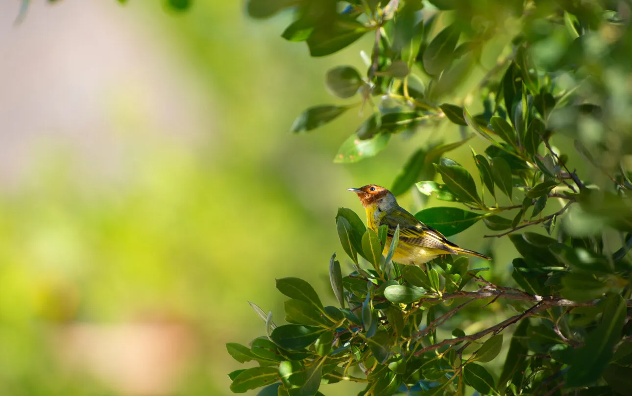 Bird in the Mangroove