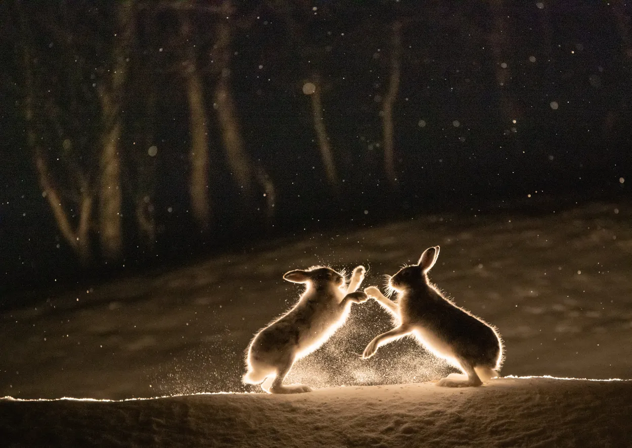 The fight