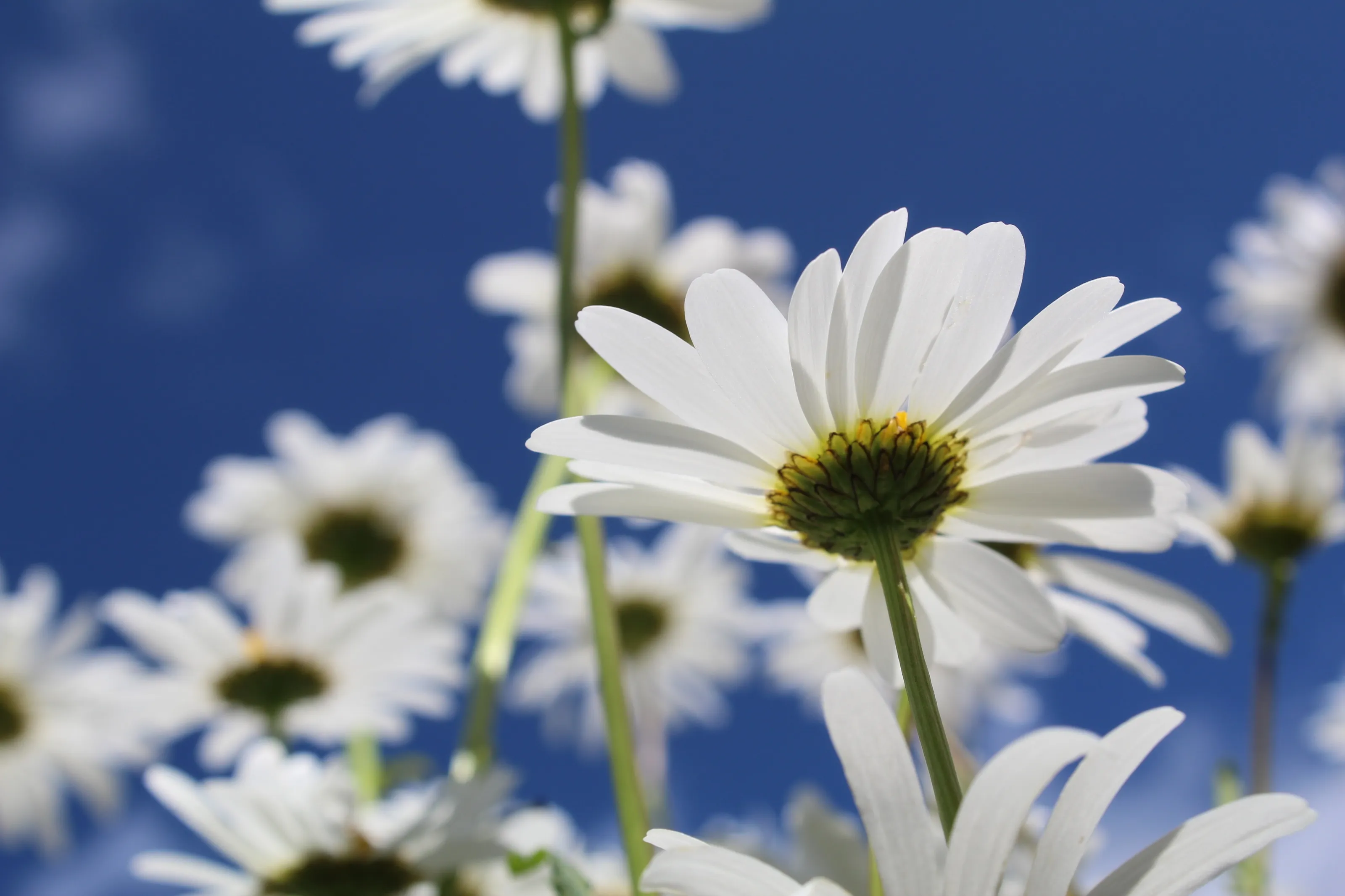 Daisy Blue Skies