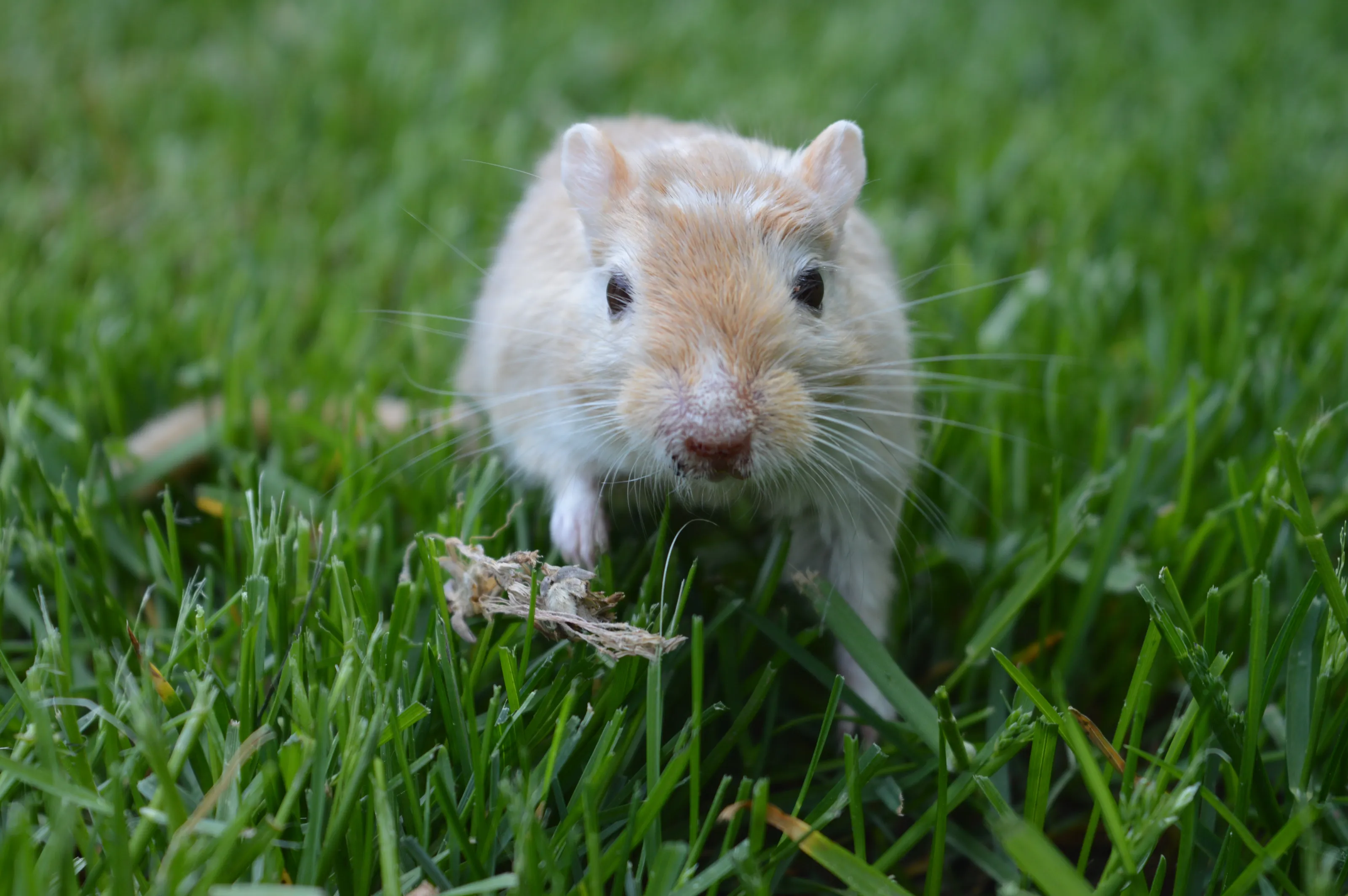 Exploring The Wild Grass
