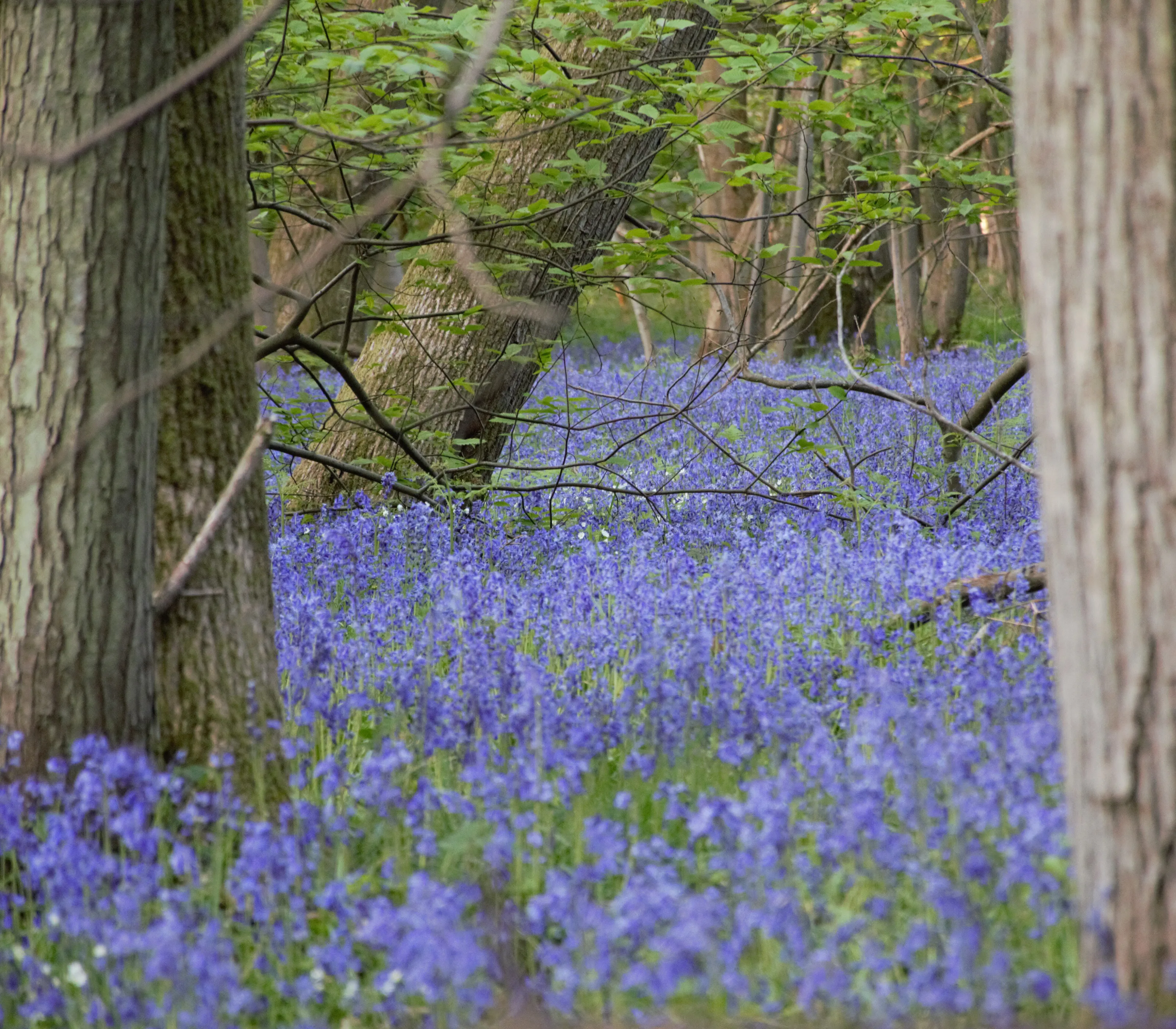 Carpet of Bluebells