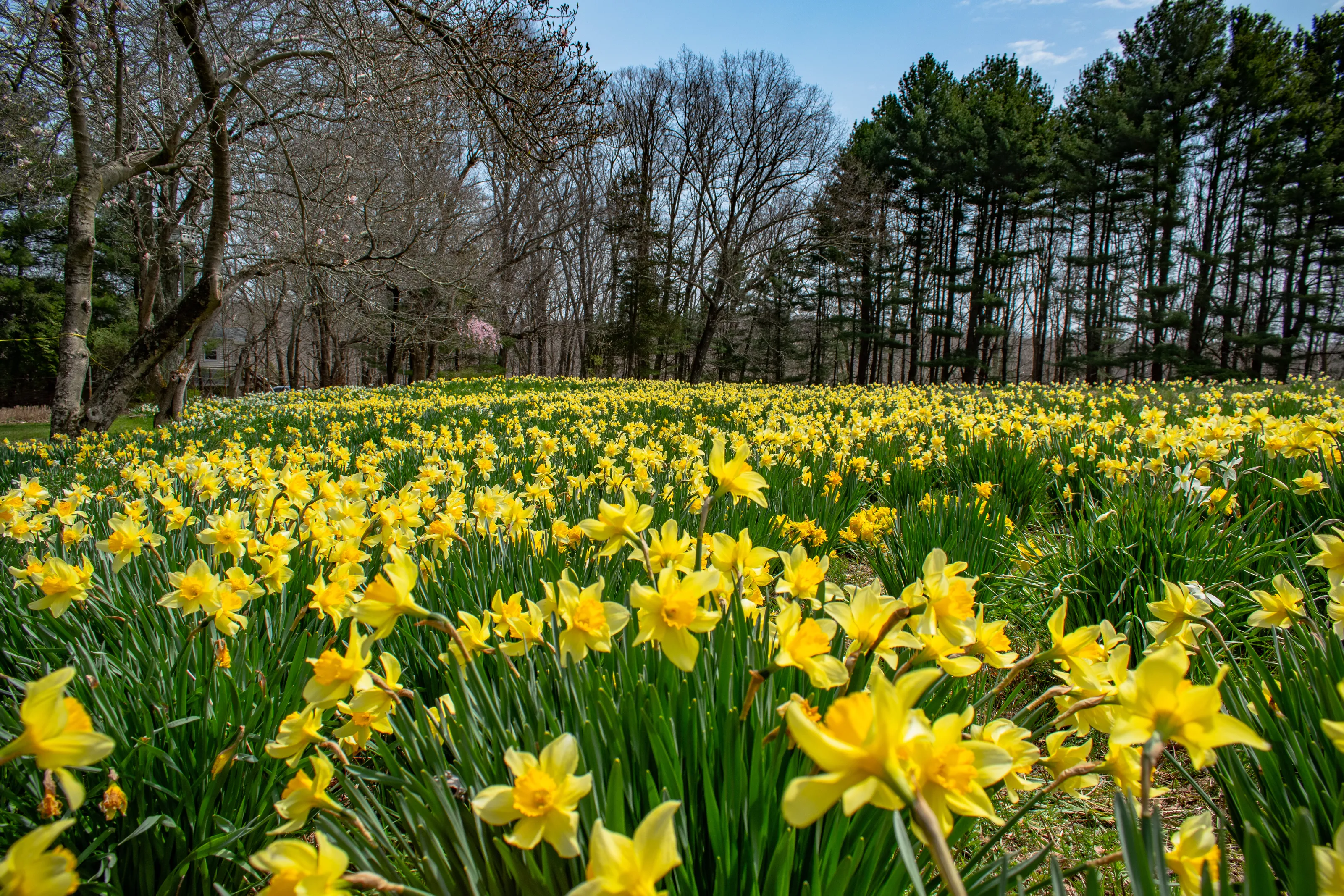 New England Backroad Daffodils