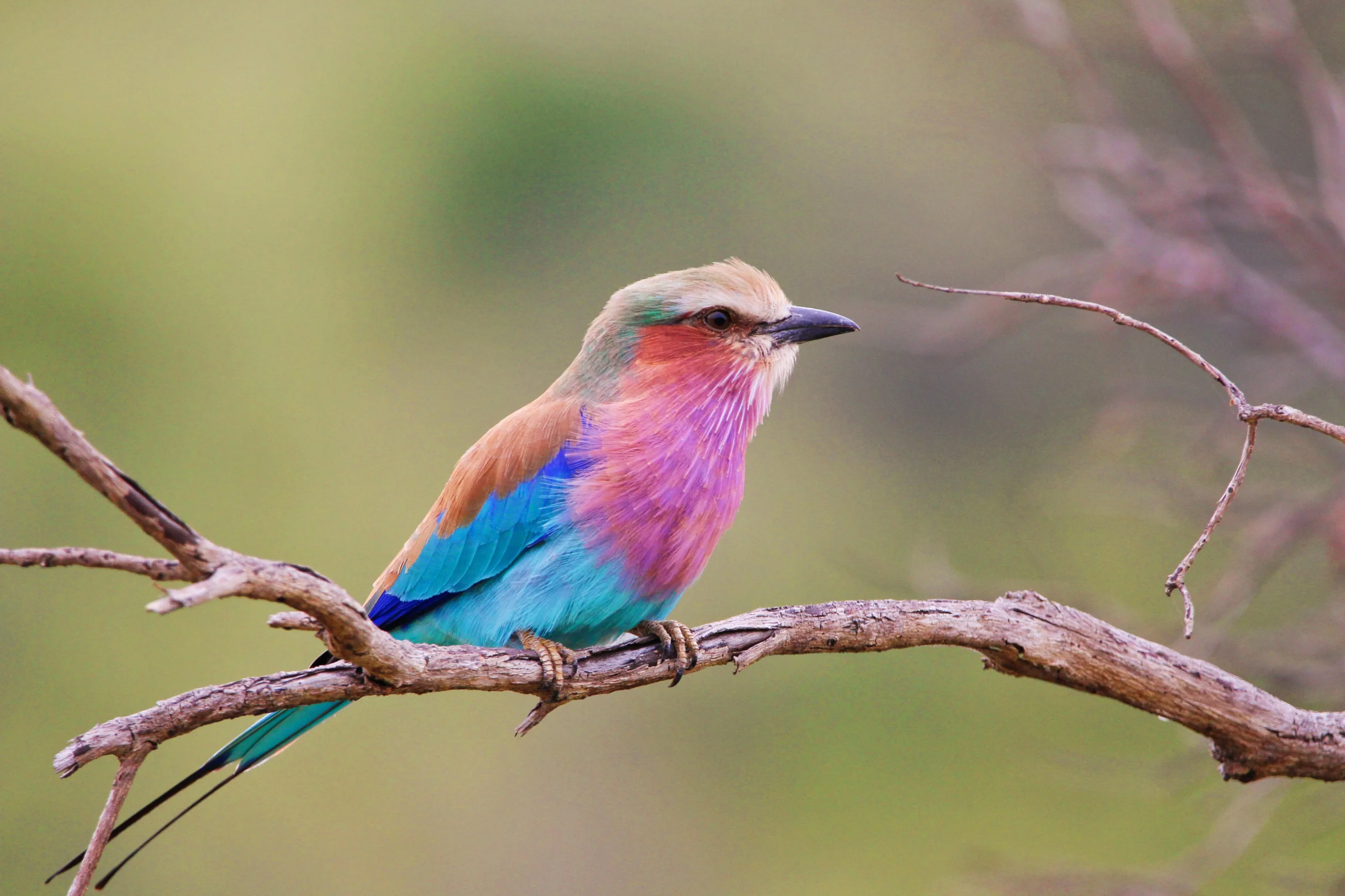 Roller Bird