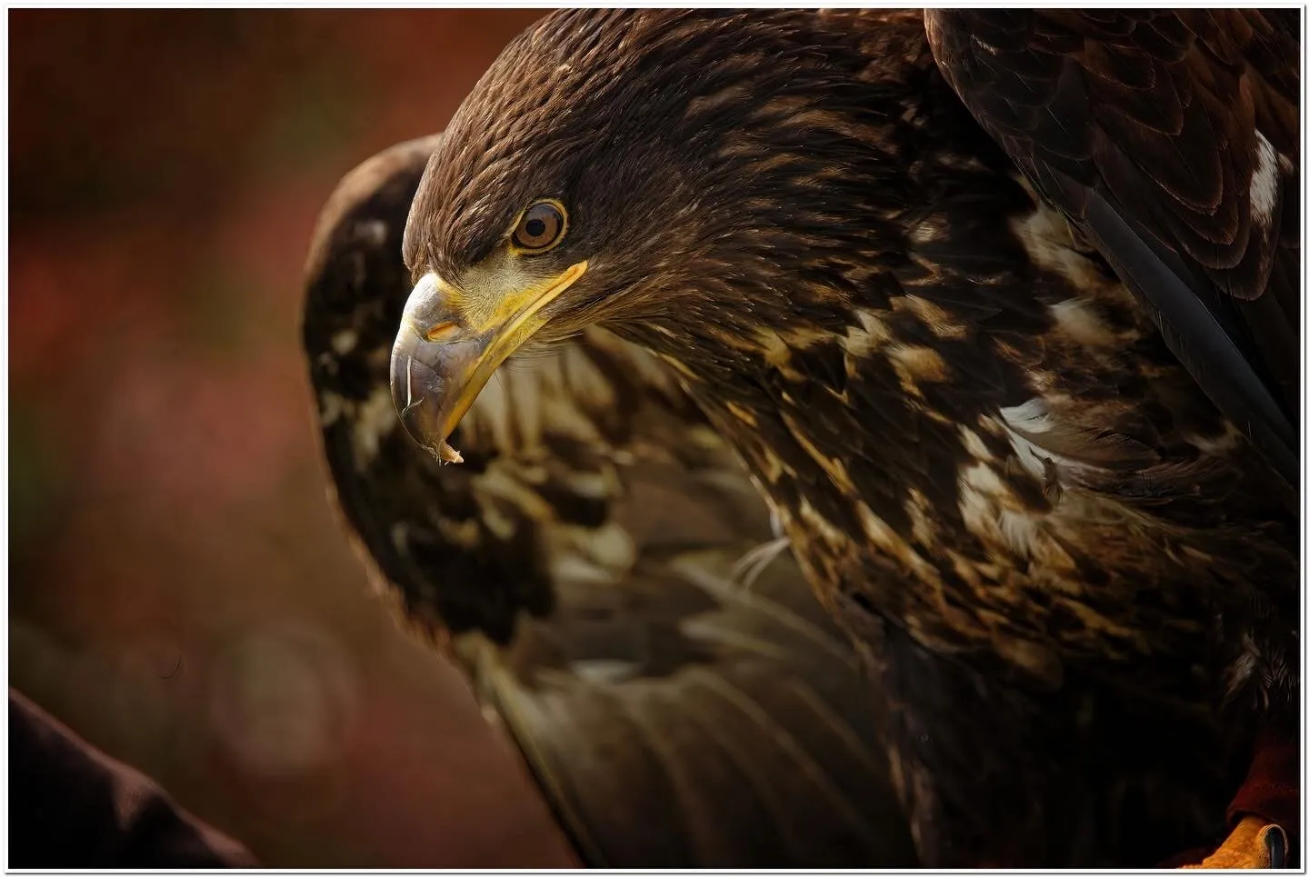 Sea Eagle
