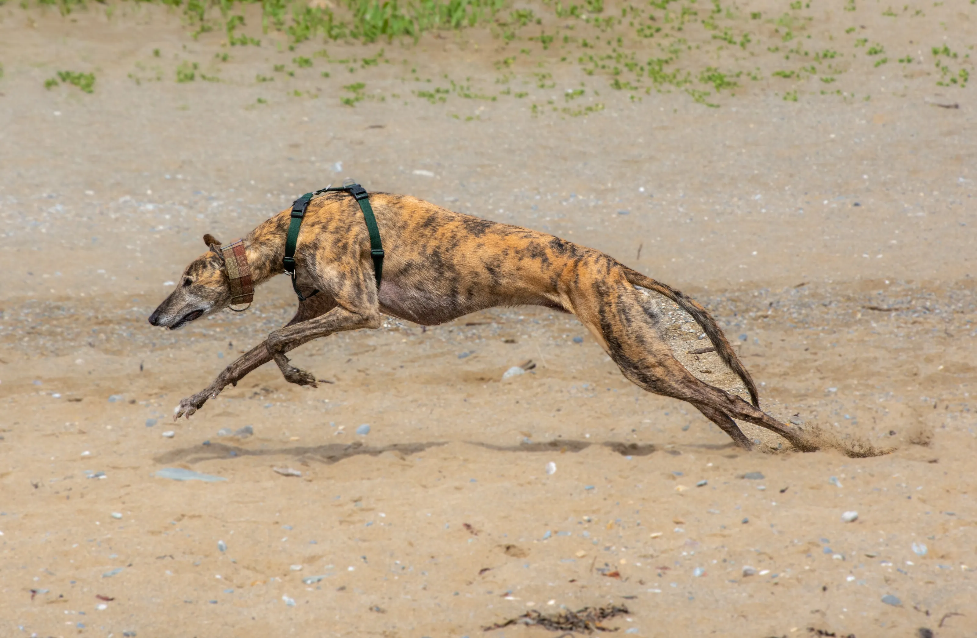 Hoolie on the beach #2