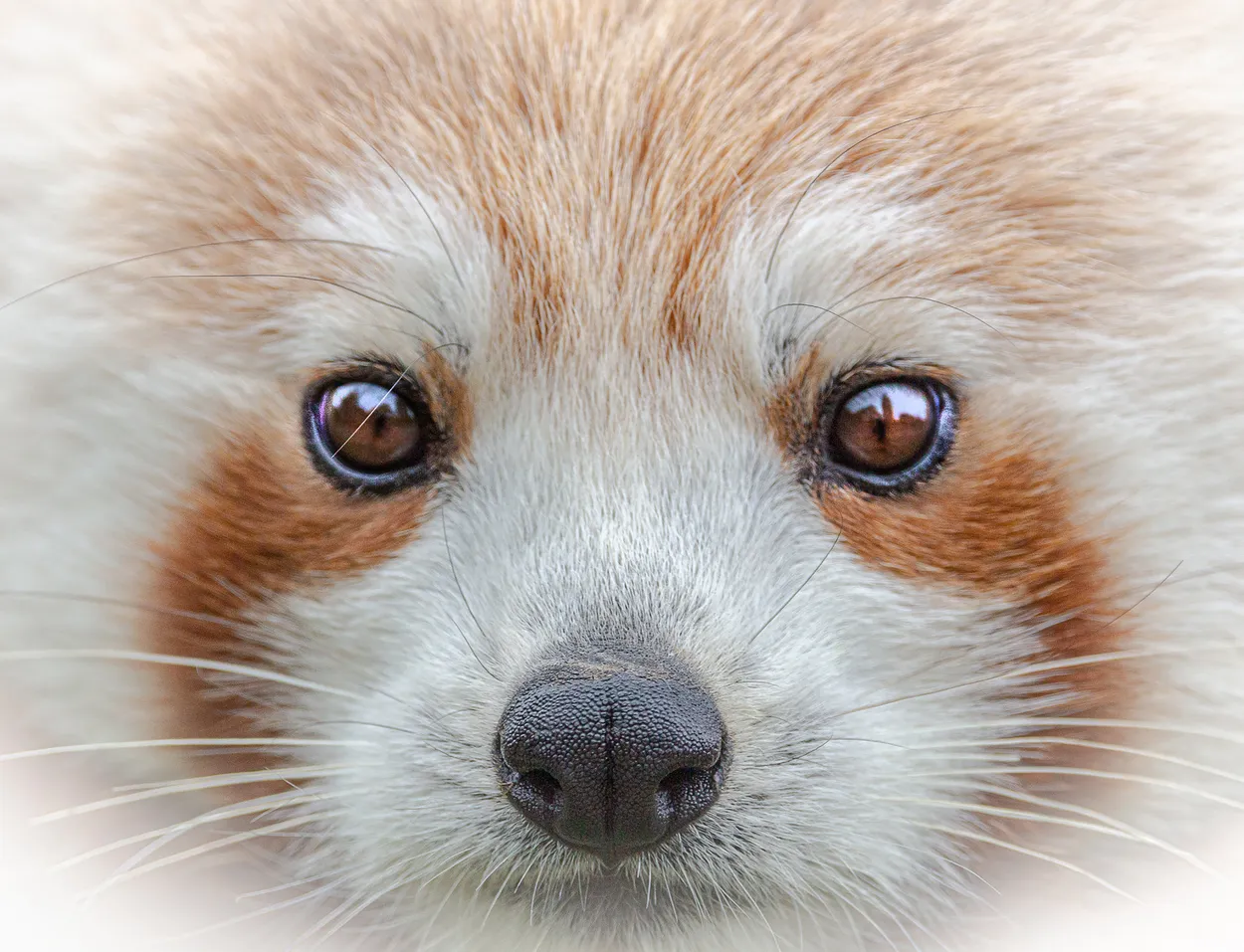 Entry 15092075