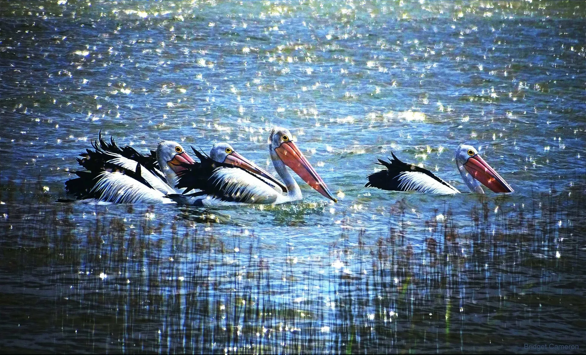Starlight Pelicans Dreaming