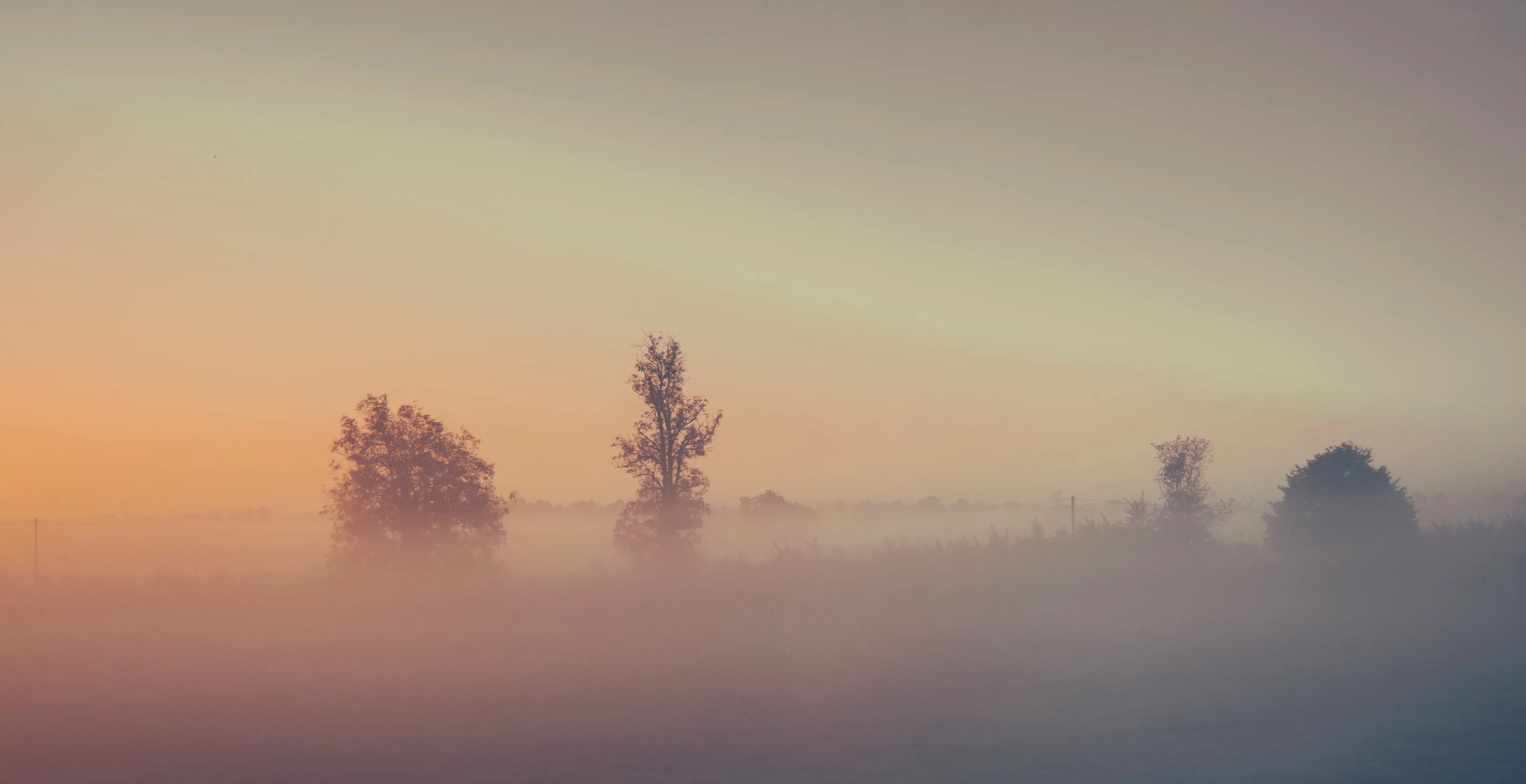 Trees in the Mist