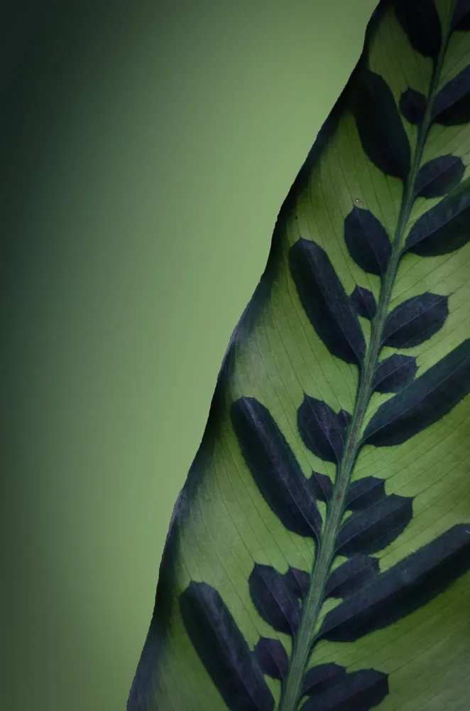 Velvet Leaf