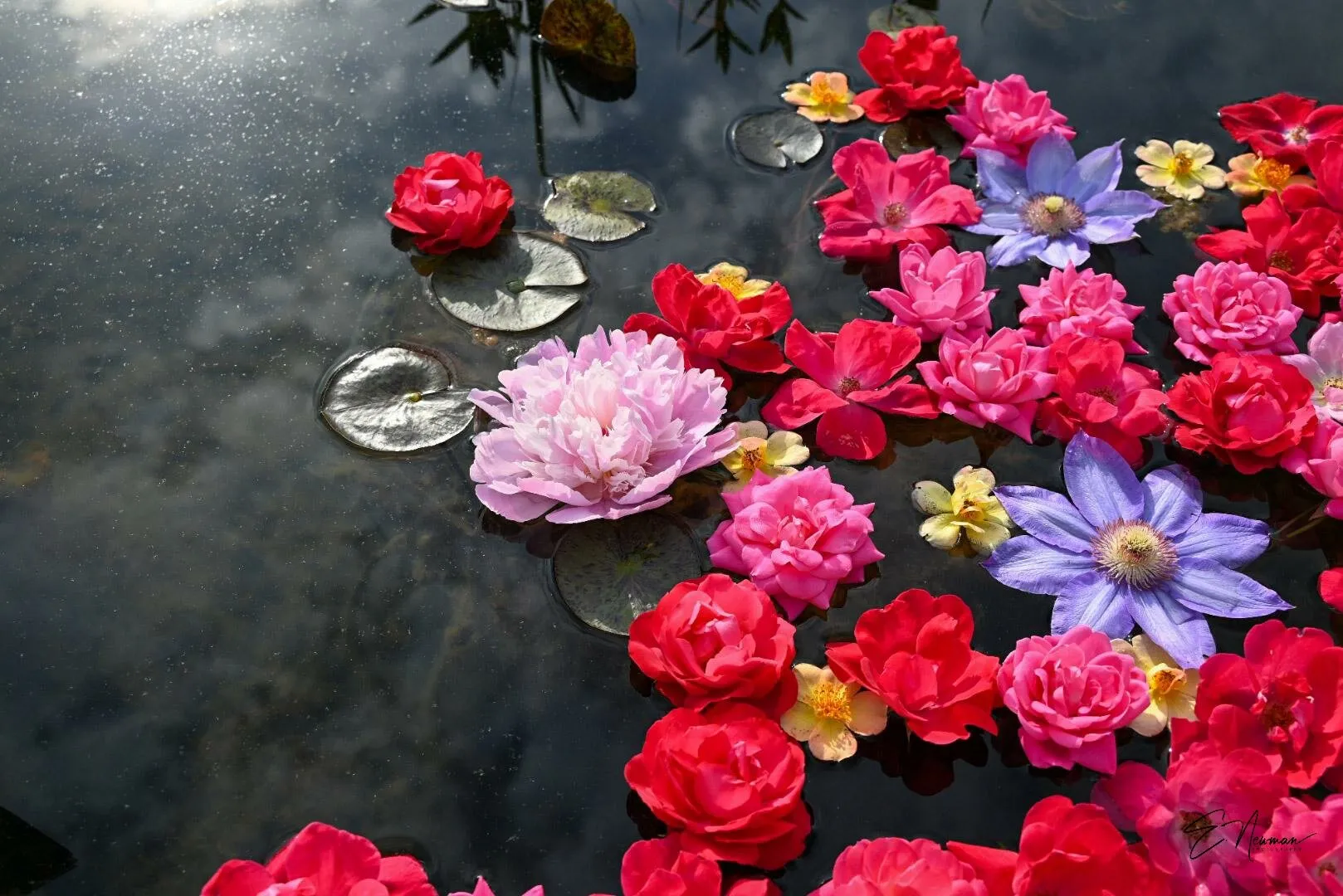 Floating spring blooms