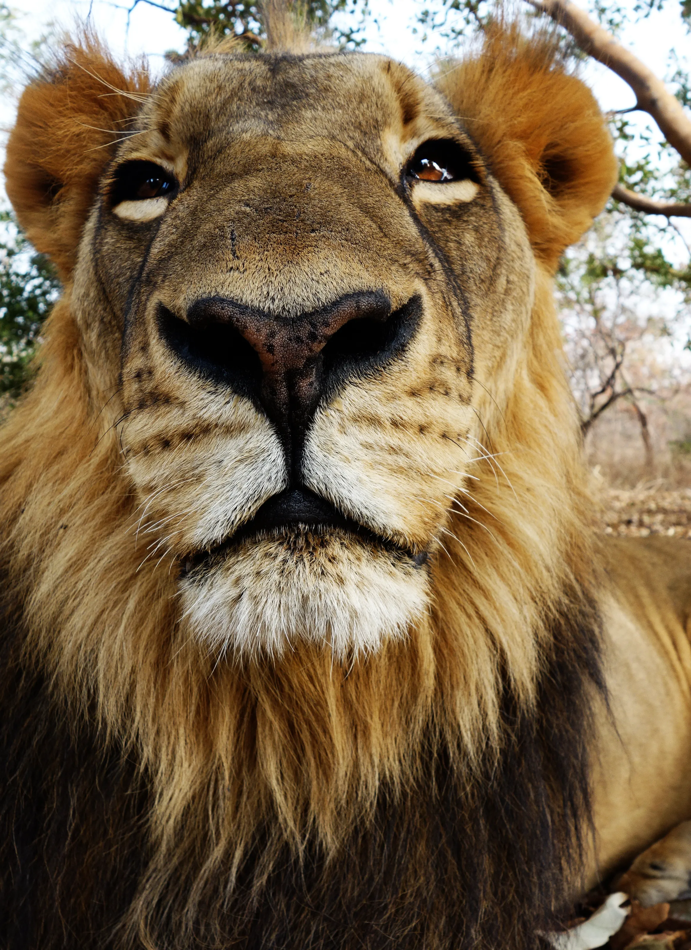 Lion