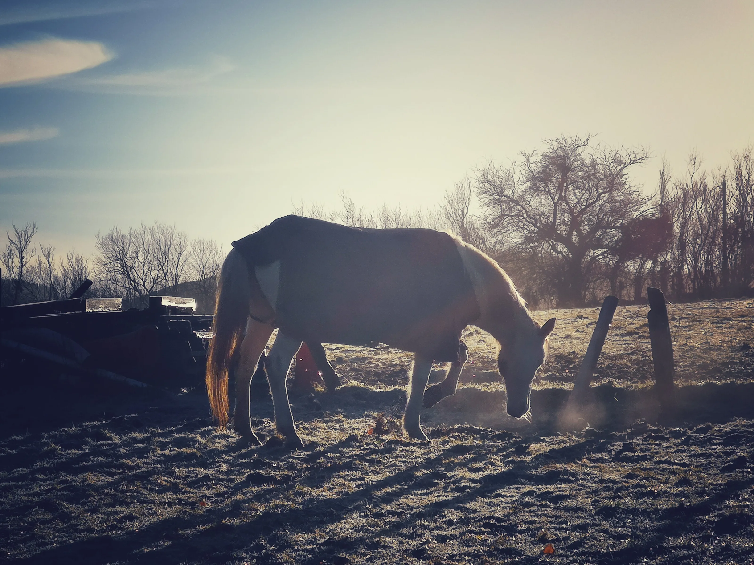 Early morning pony