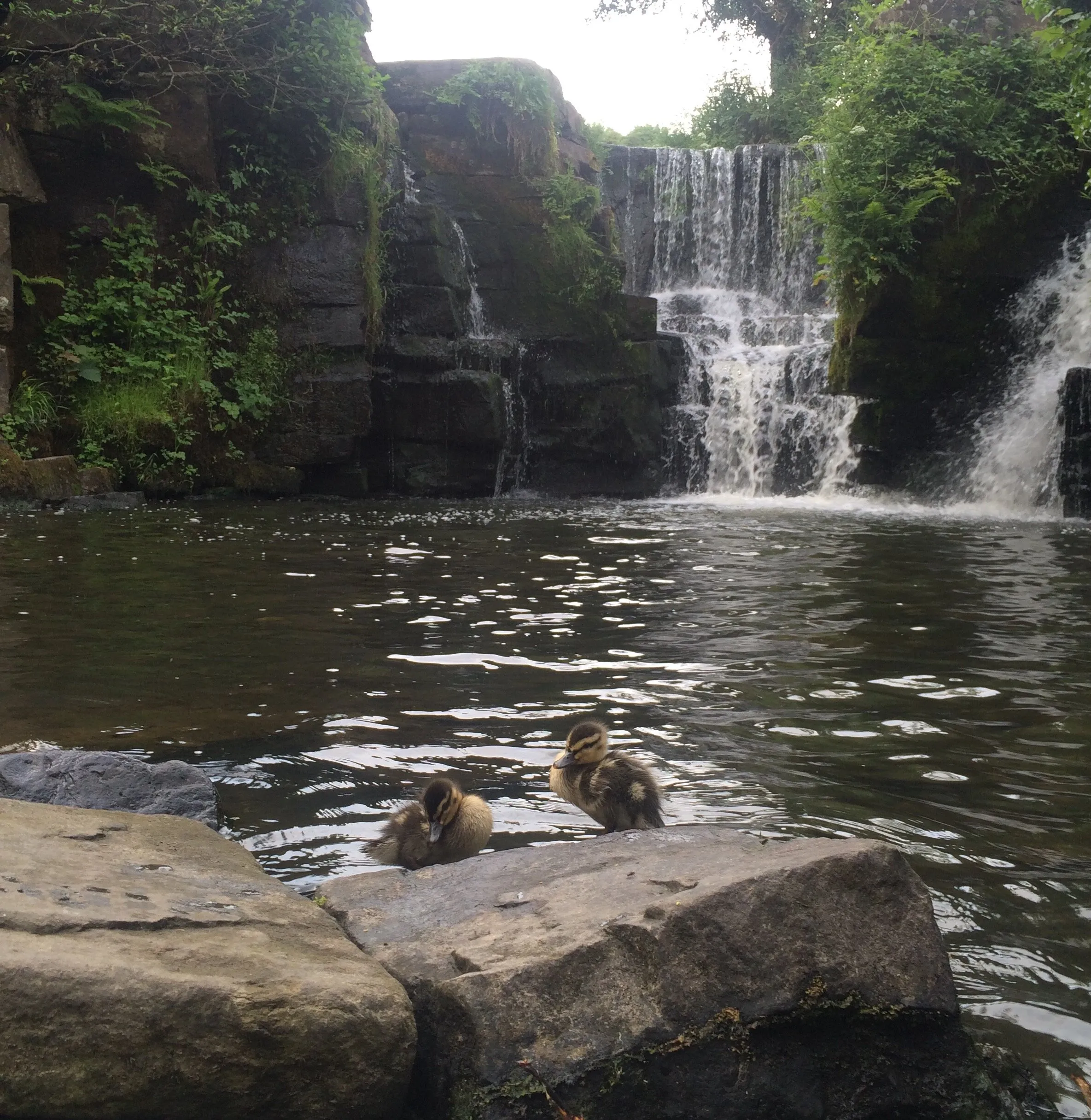 Lonely ducklings