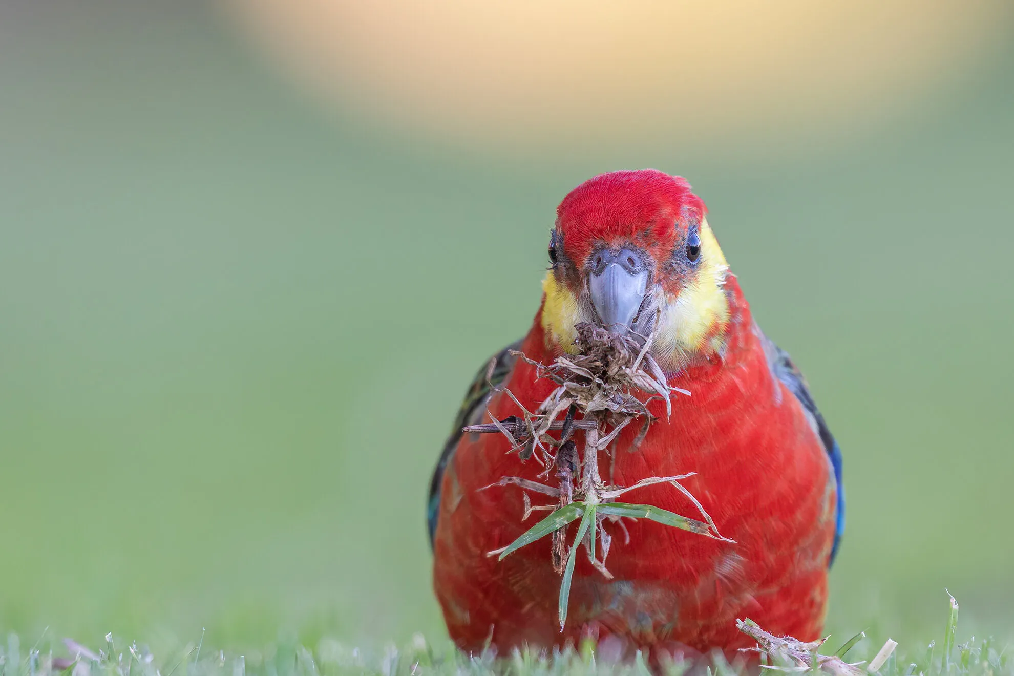 Western Rosella