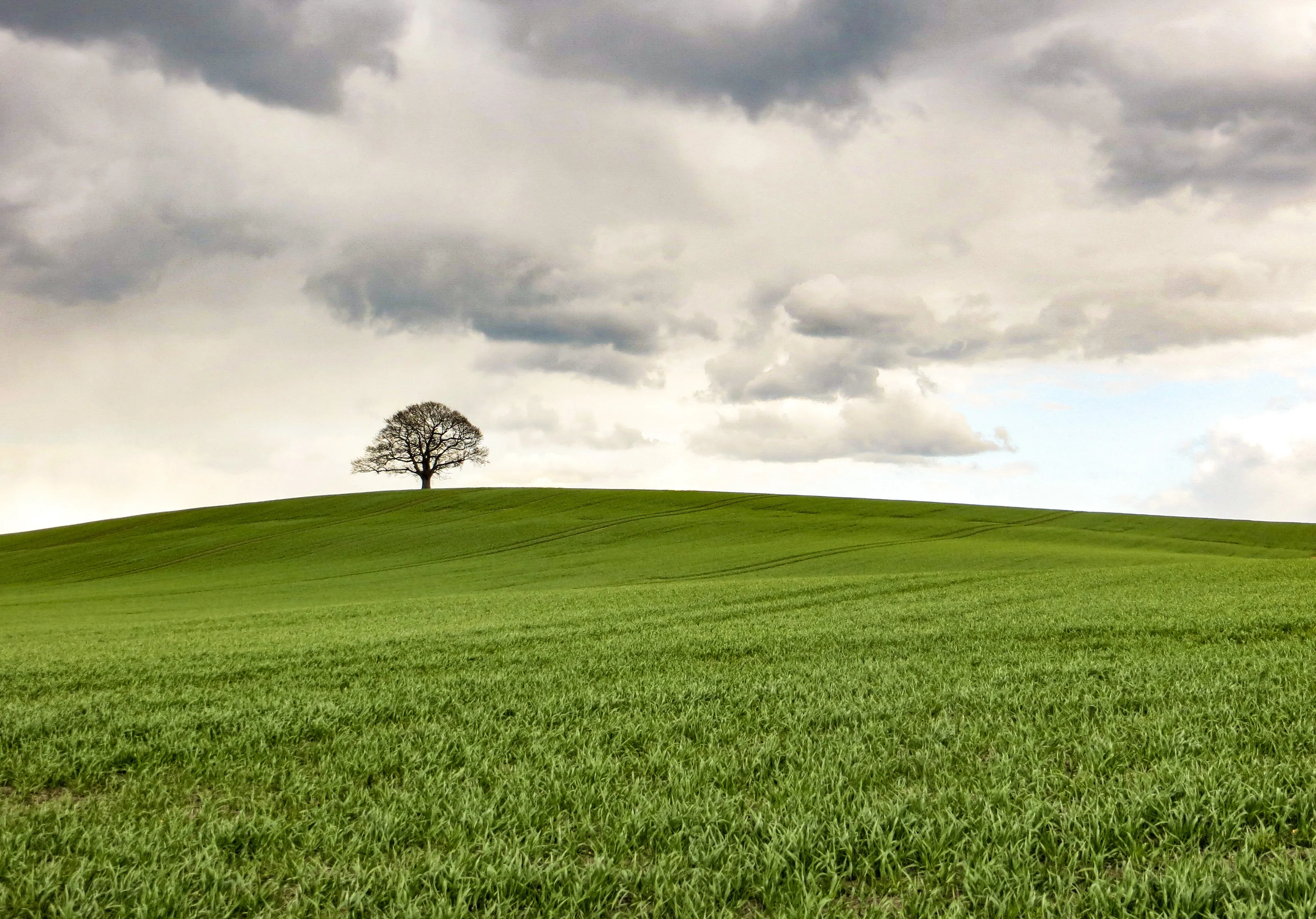The lone tree