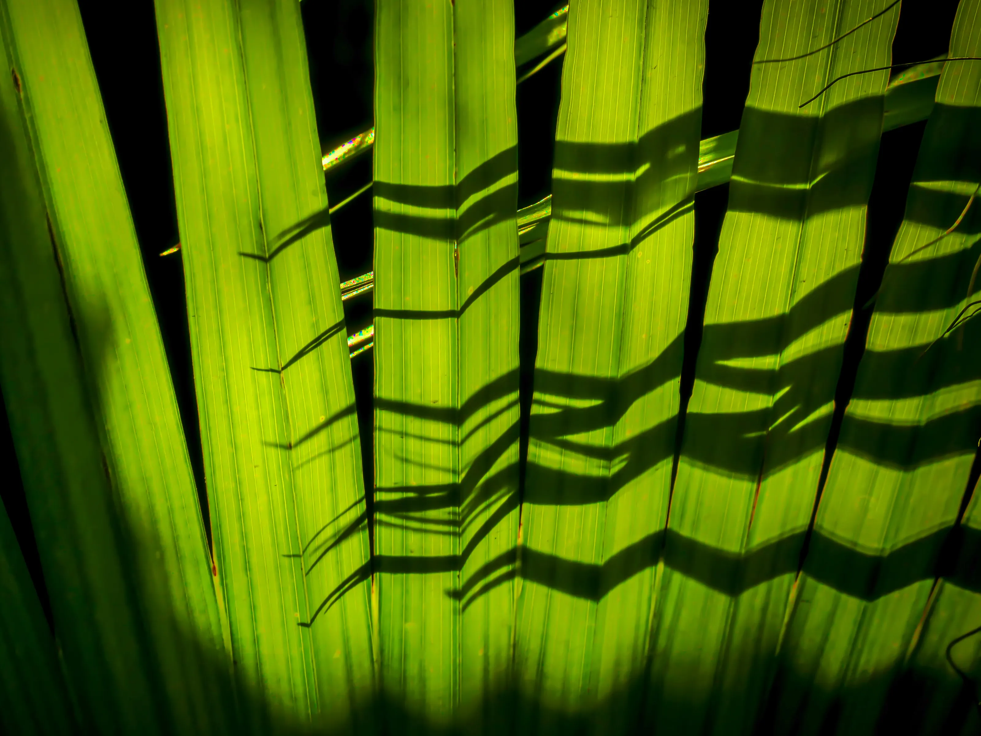 Palm Frond