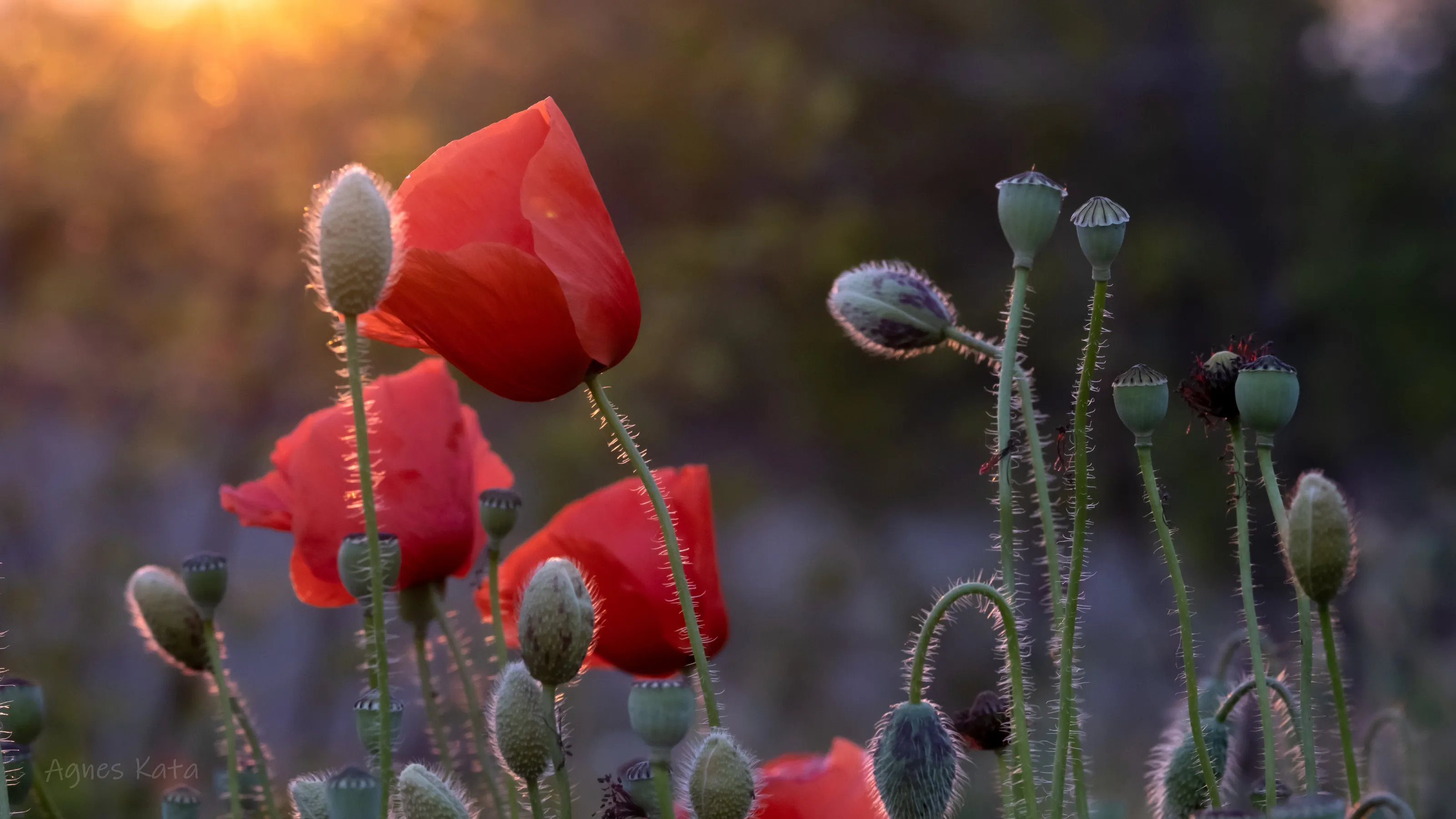 Poppies at sunset