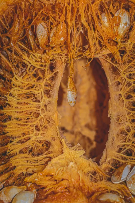 Inside the ... pumpkin!