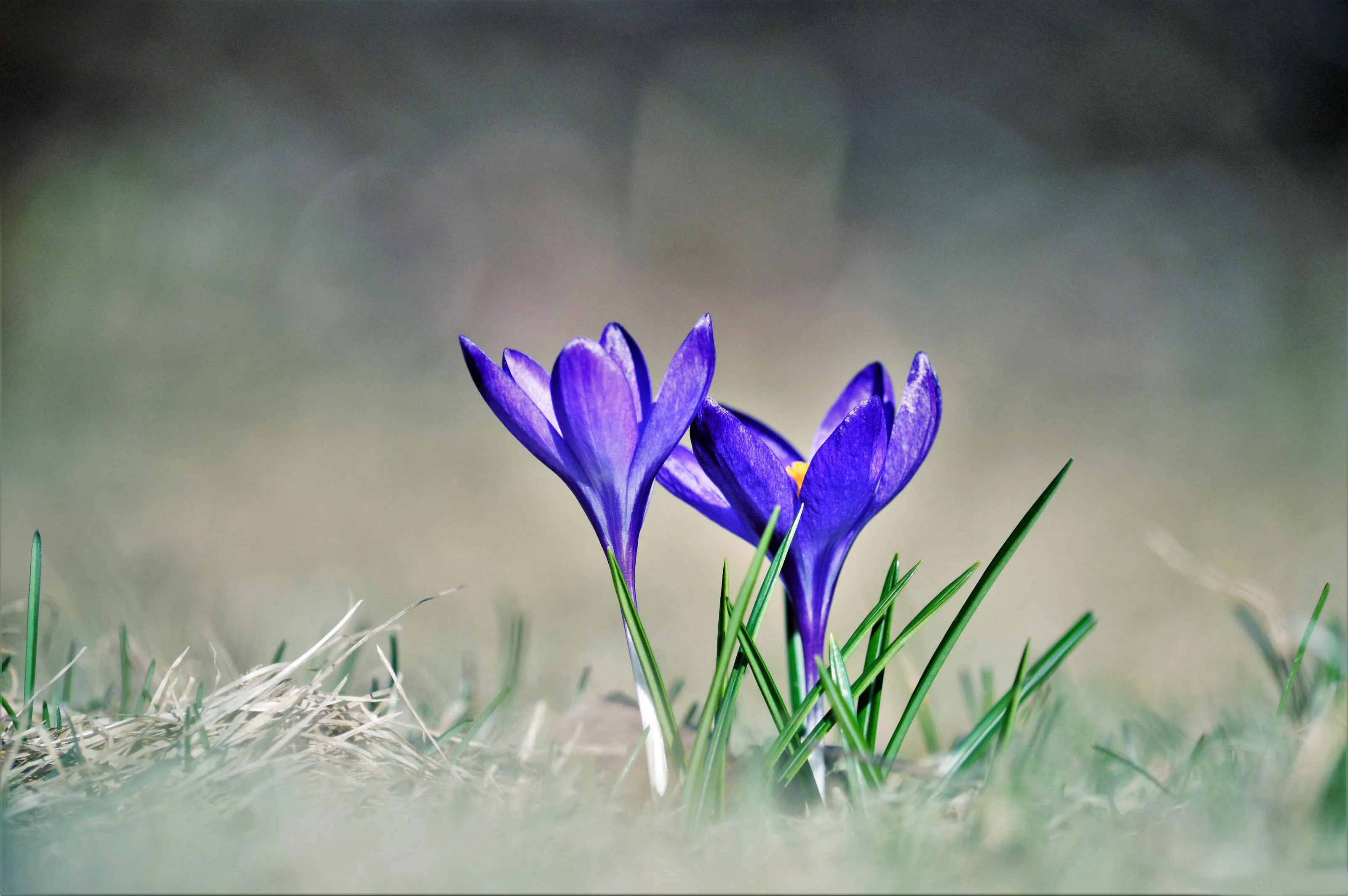 Pretty Petals