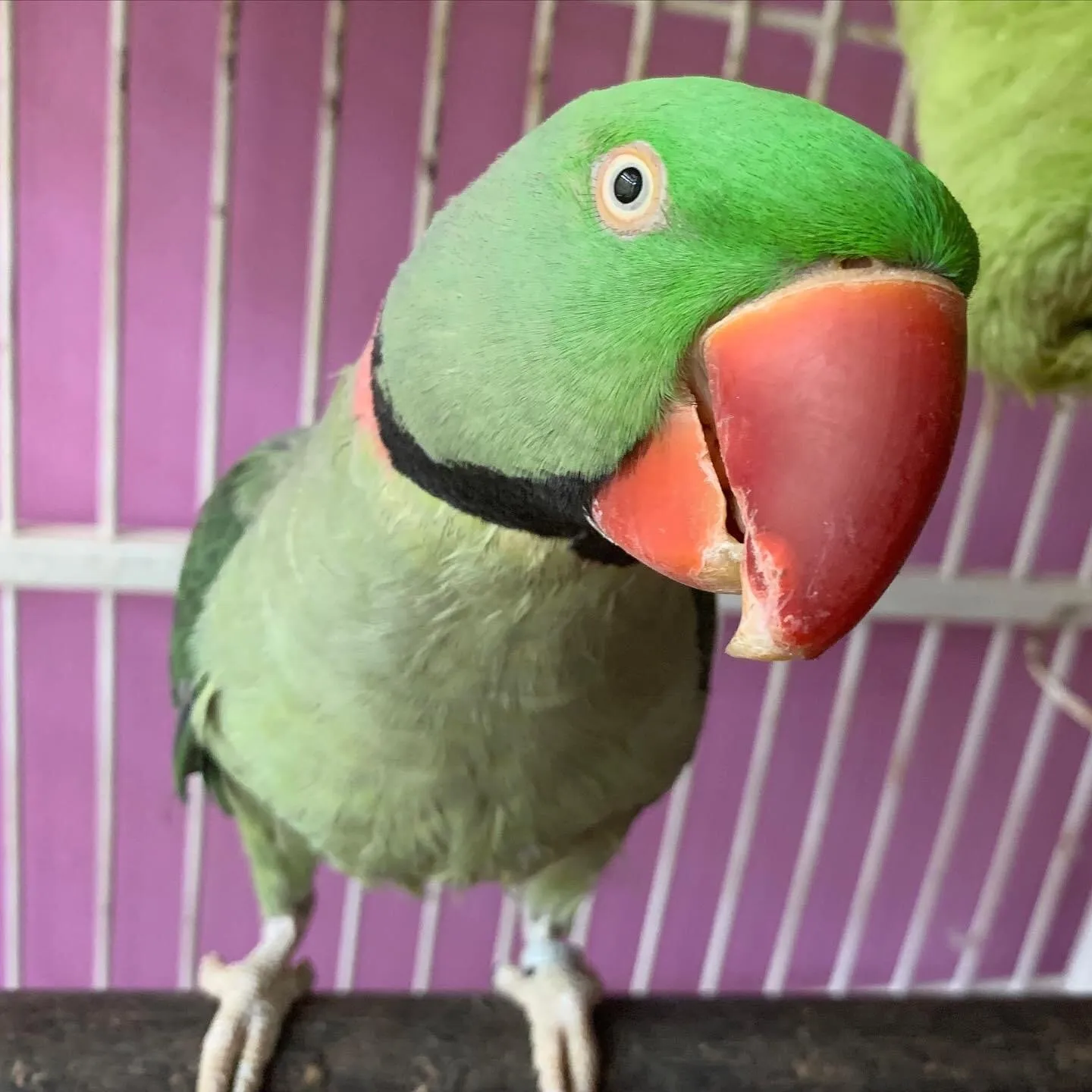 Simon