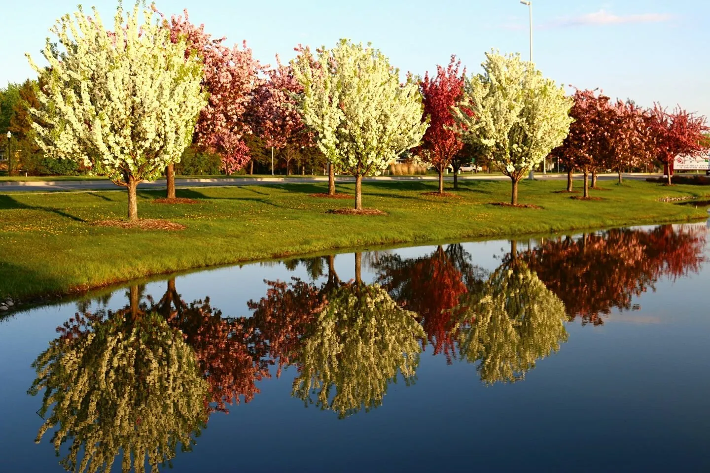Spring Reflections