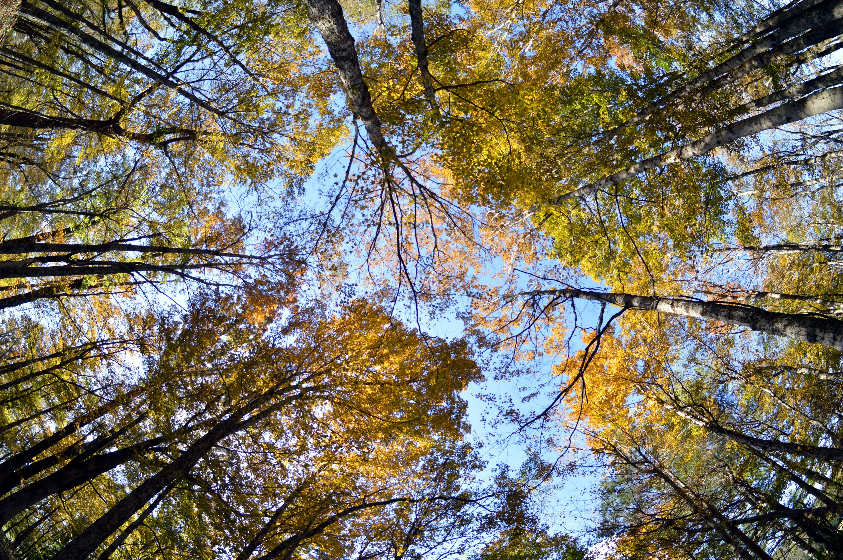 Trees