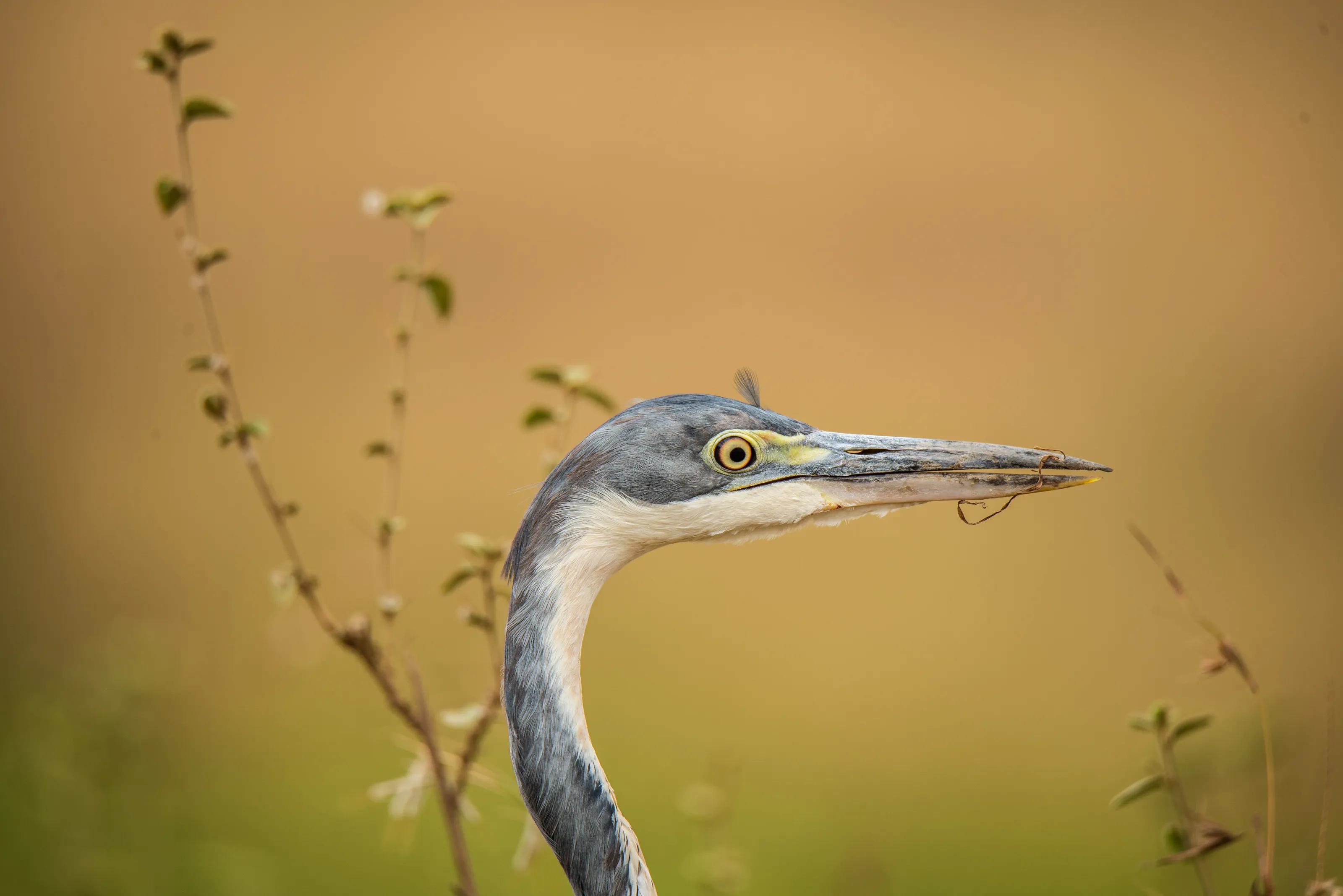 The Heron