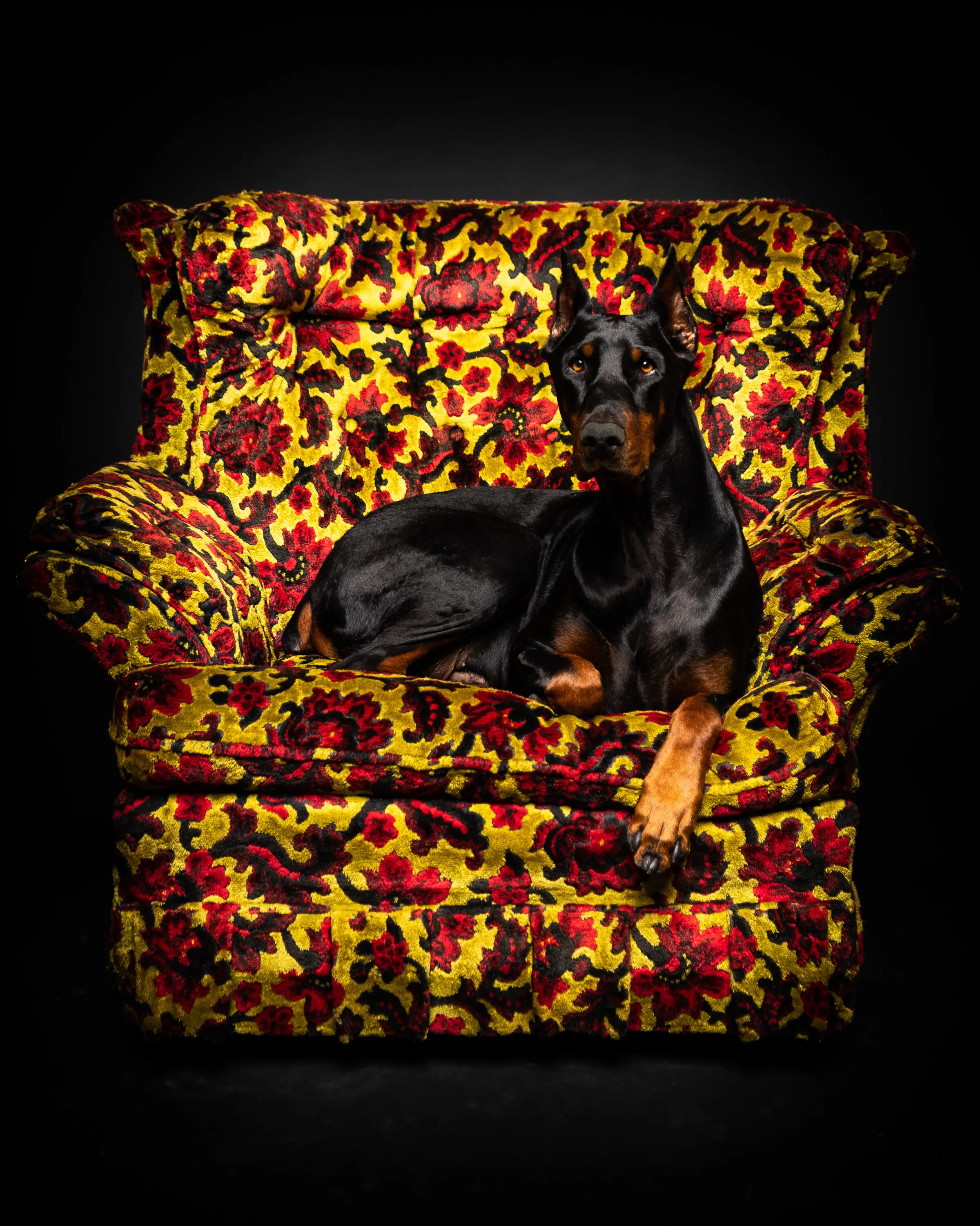 Beautiful Dog in Pretty Ugly Chair