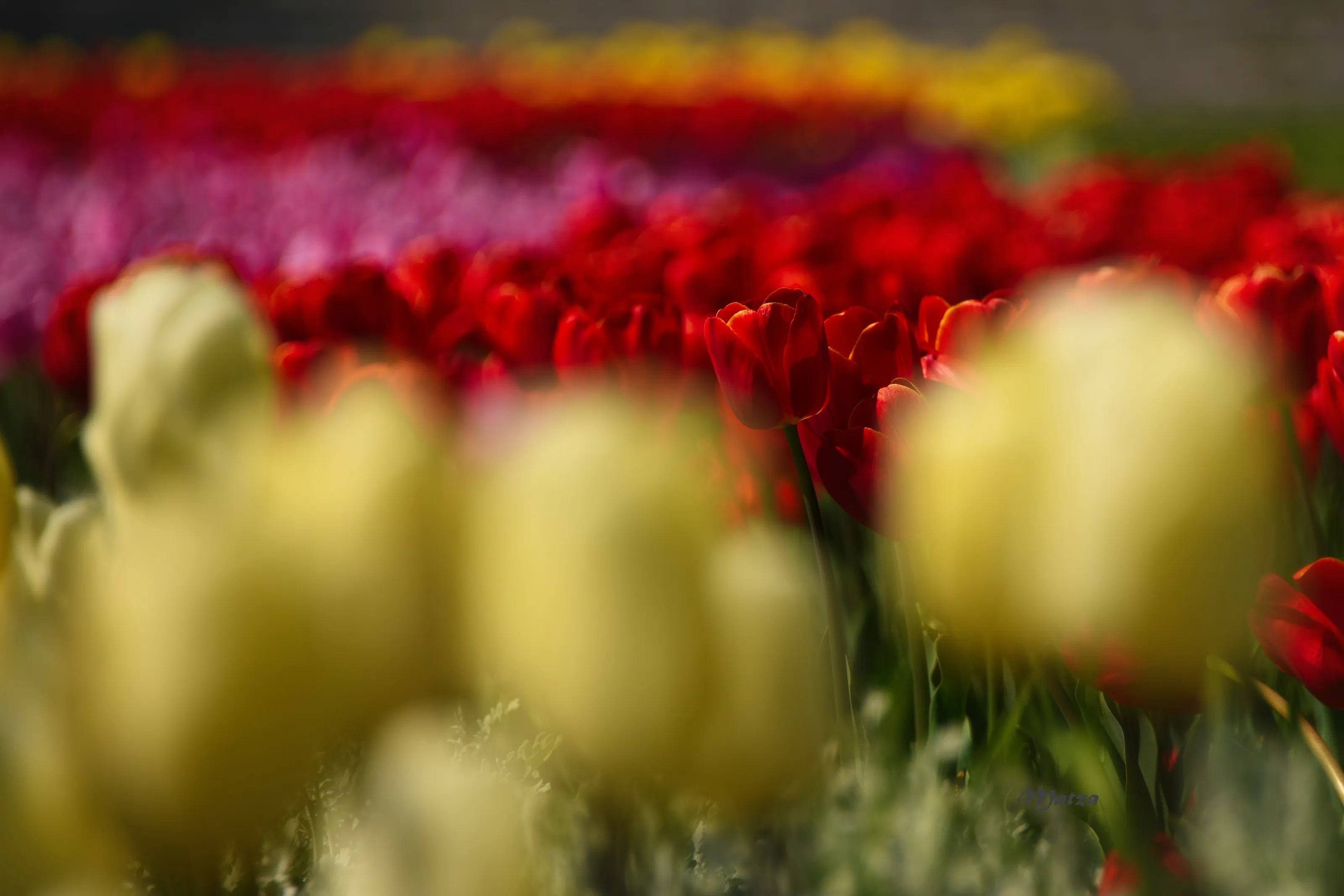 Tulips
