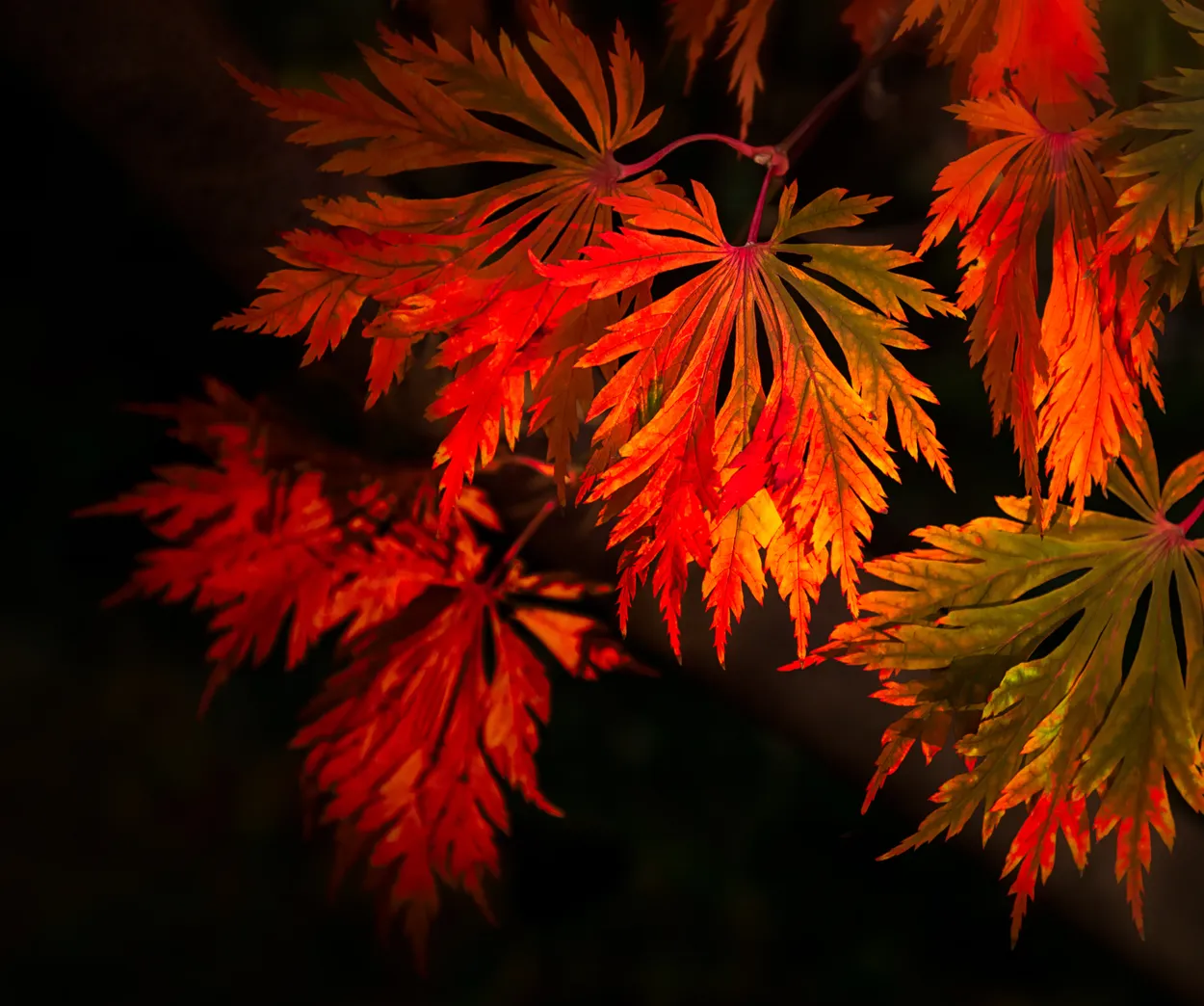 Autumn Glow