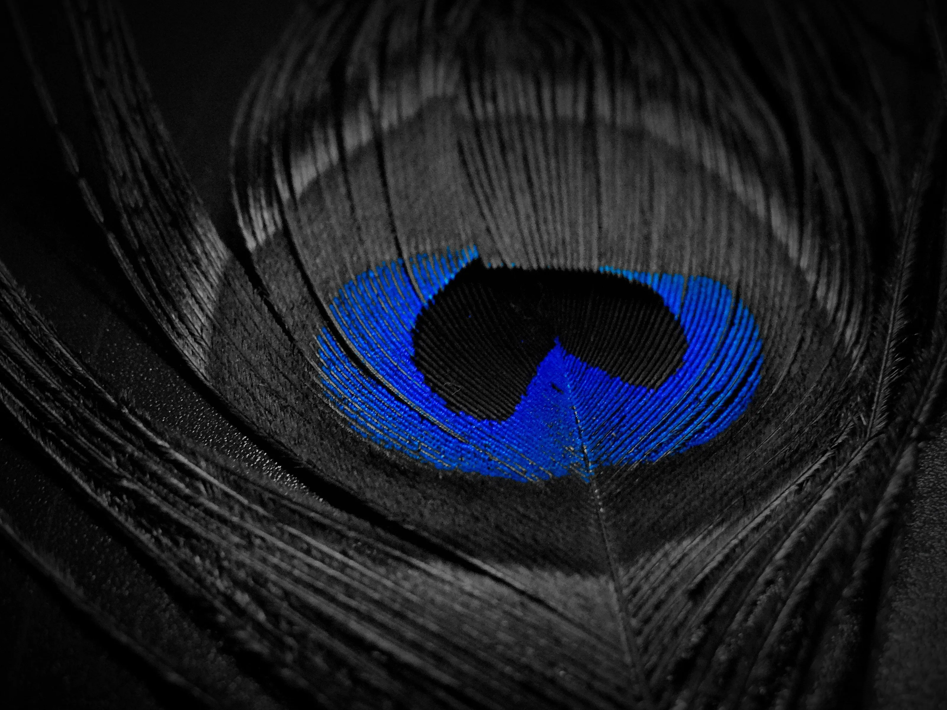 Feather