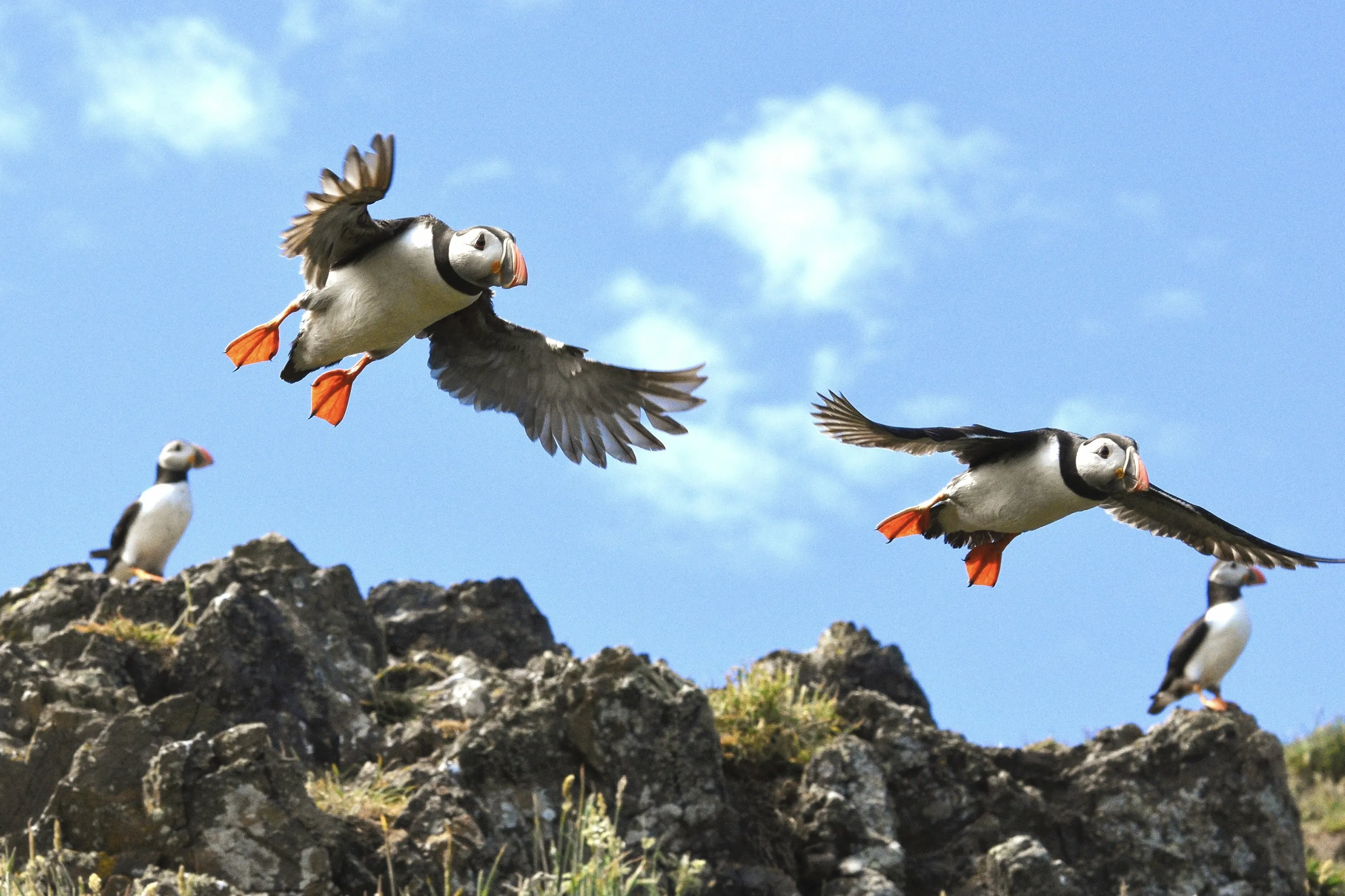 Skomer puffins