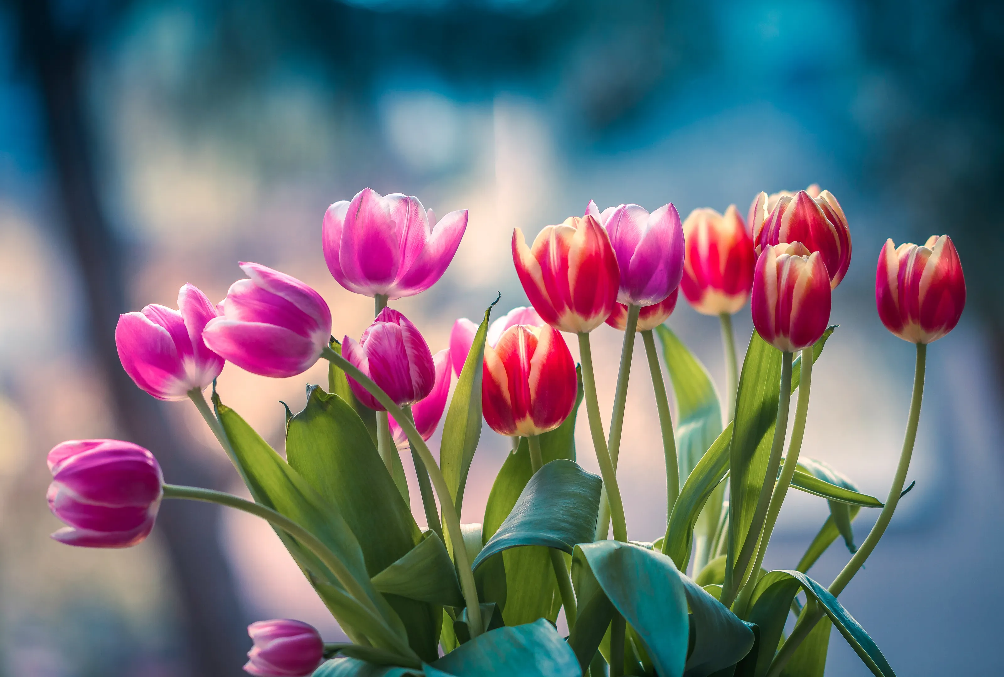 Tulips
