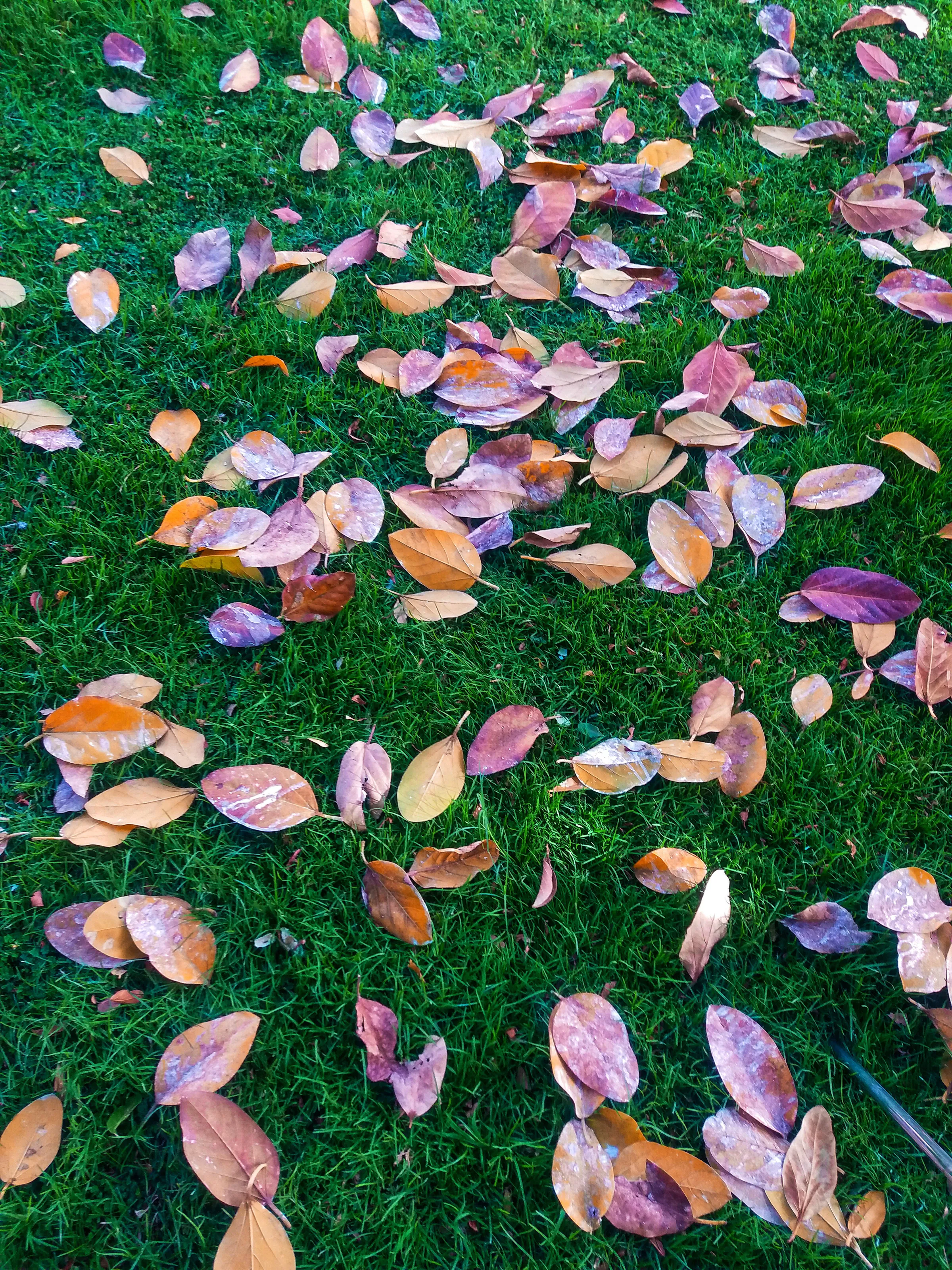 Autumn leaves