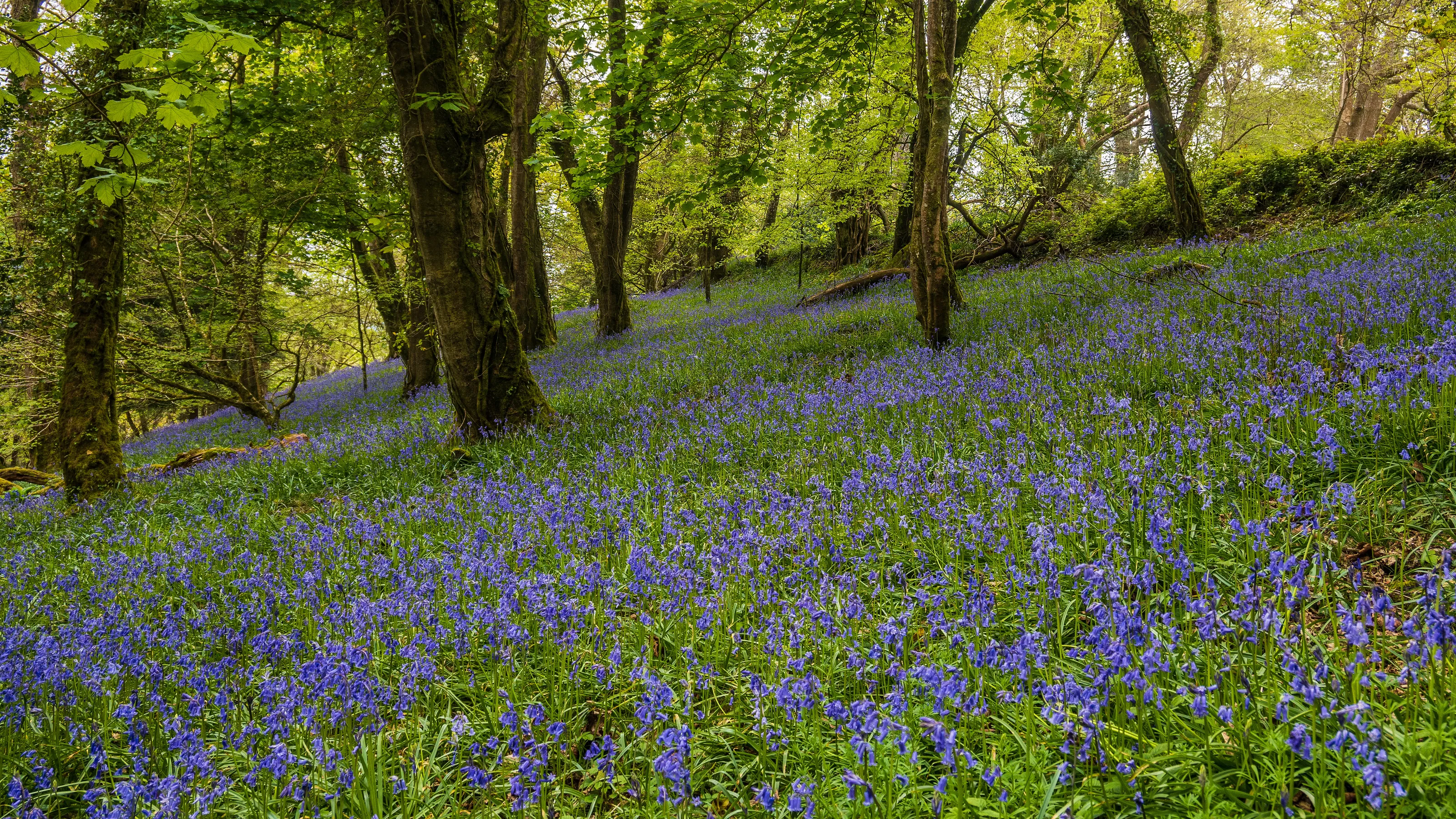 Bluebell Wood II