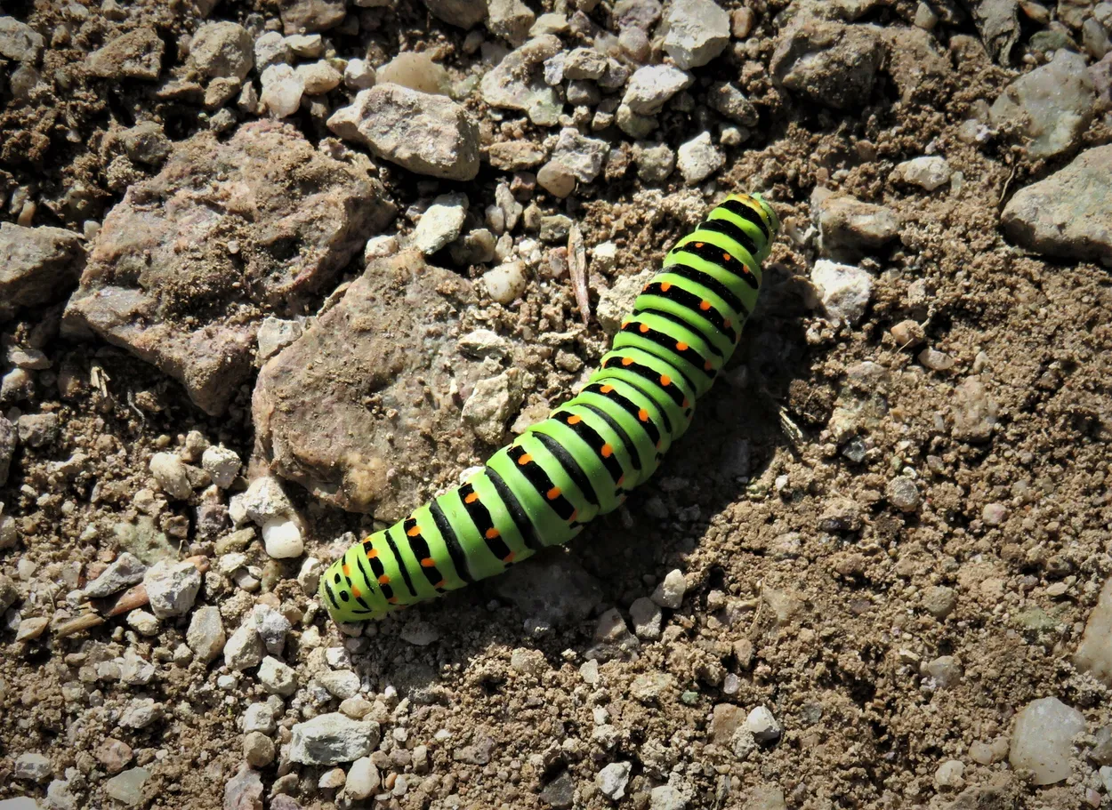 Entry 23054114