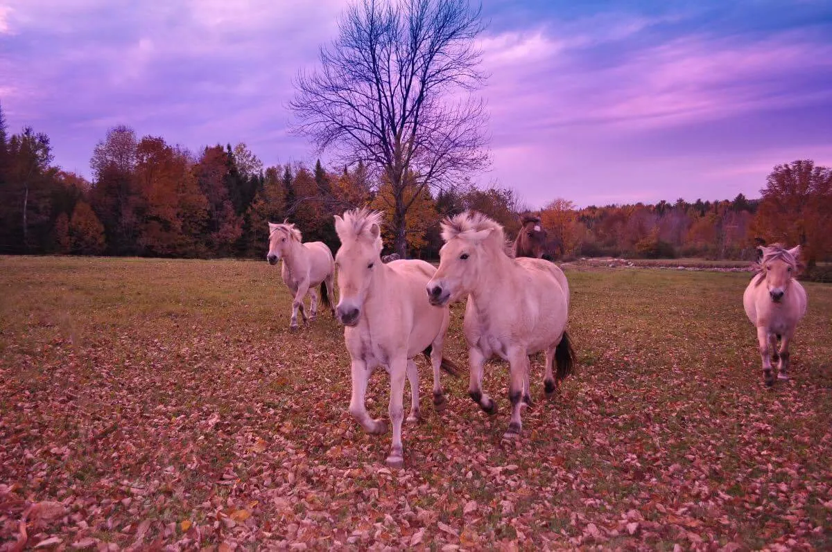 Free Spirits