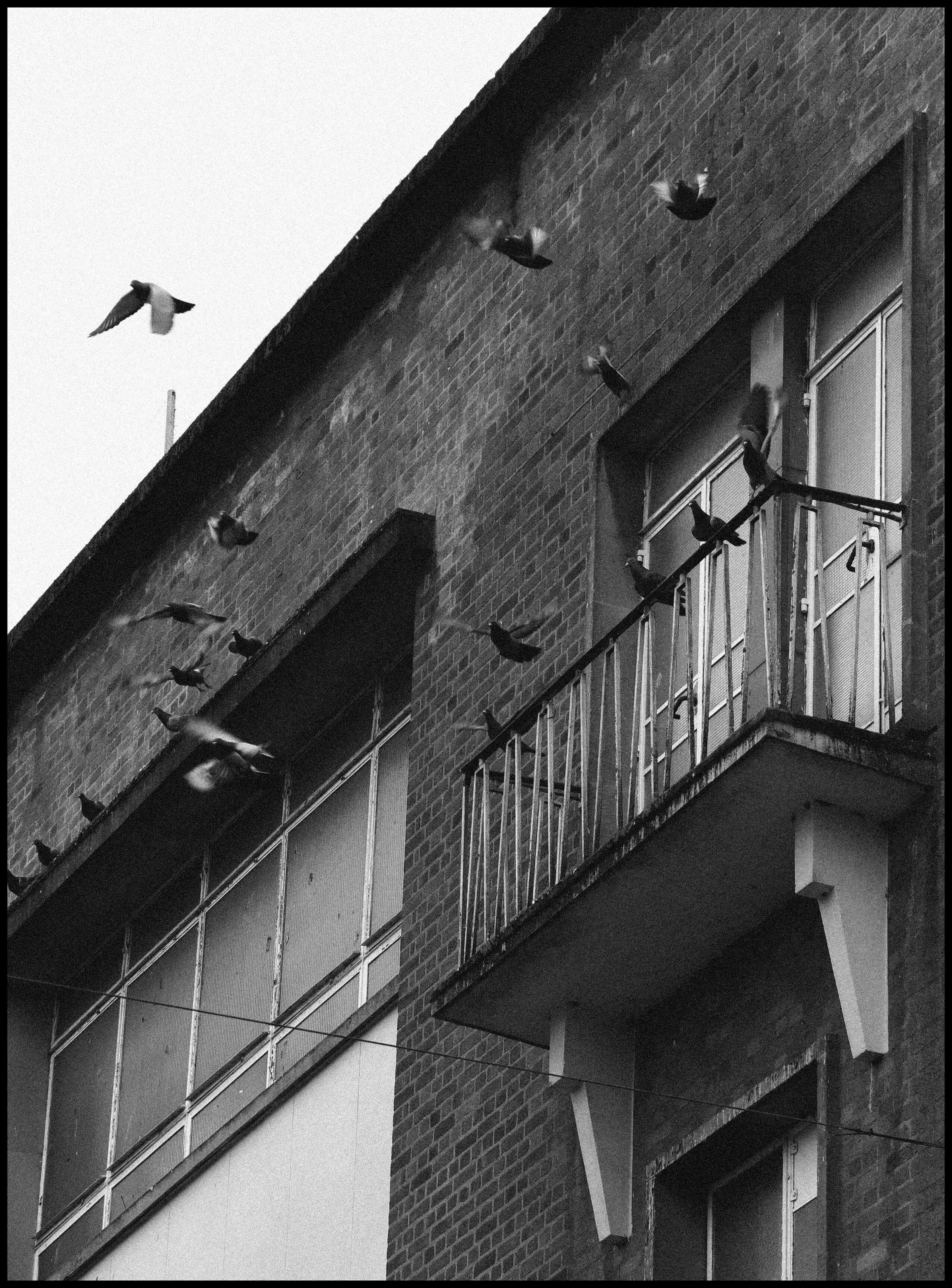 Birds in Flight