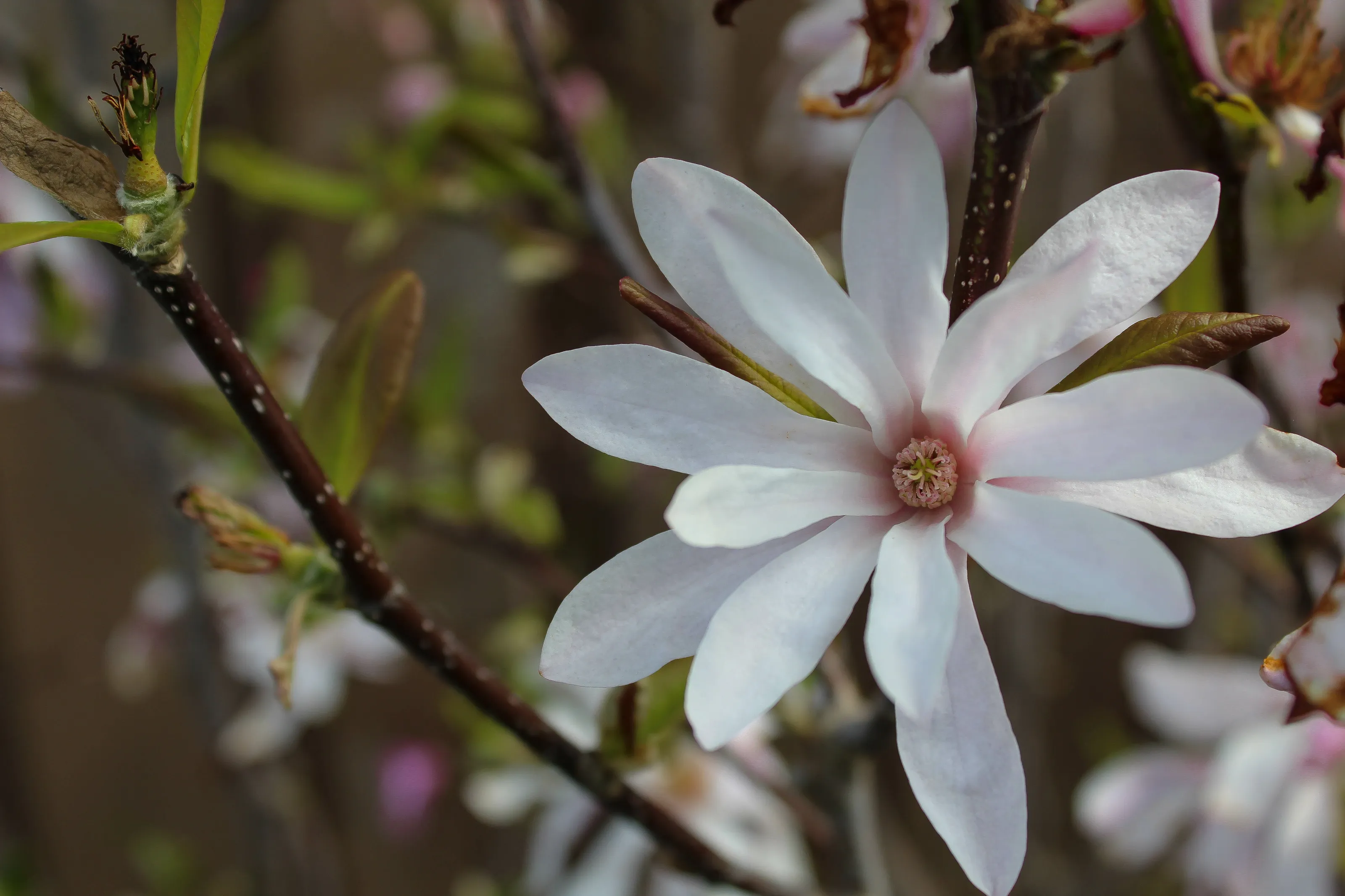 White Flower